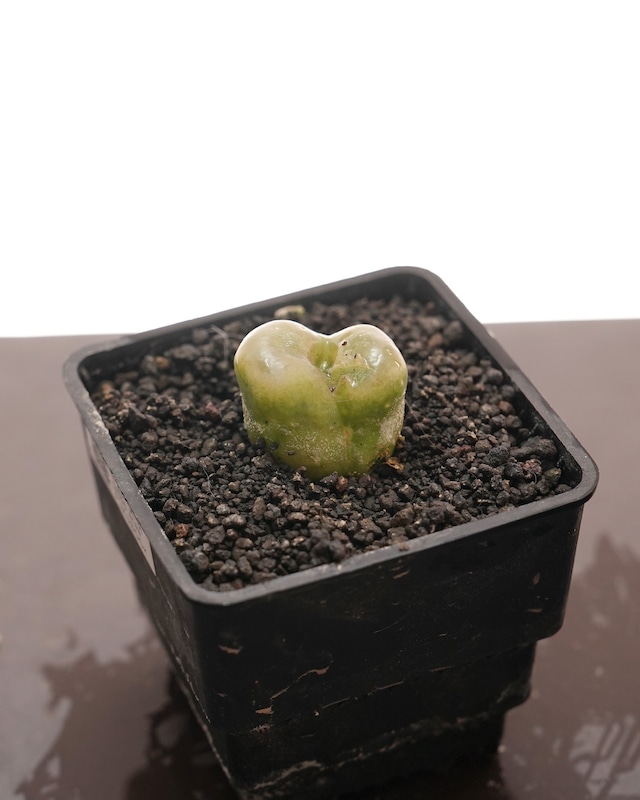 抜き苗 モーガニー CR1131 Conophytum maughanii