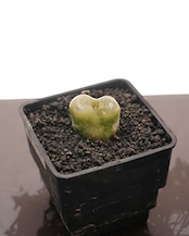 抜き苗 モーガニー CR1131 Conophytum maughanii