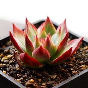 抜き苗 カシオ チビ苗 Echeveria 'Cacio'