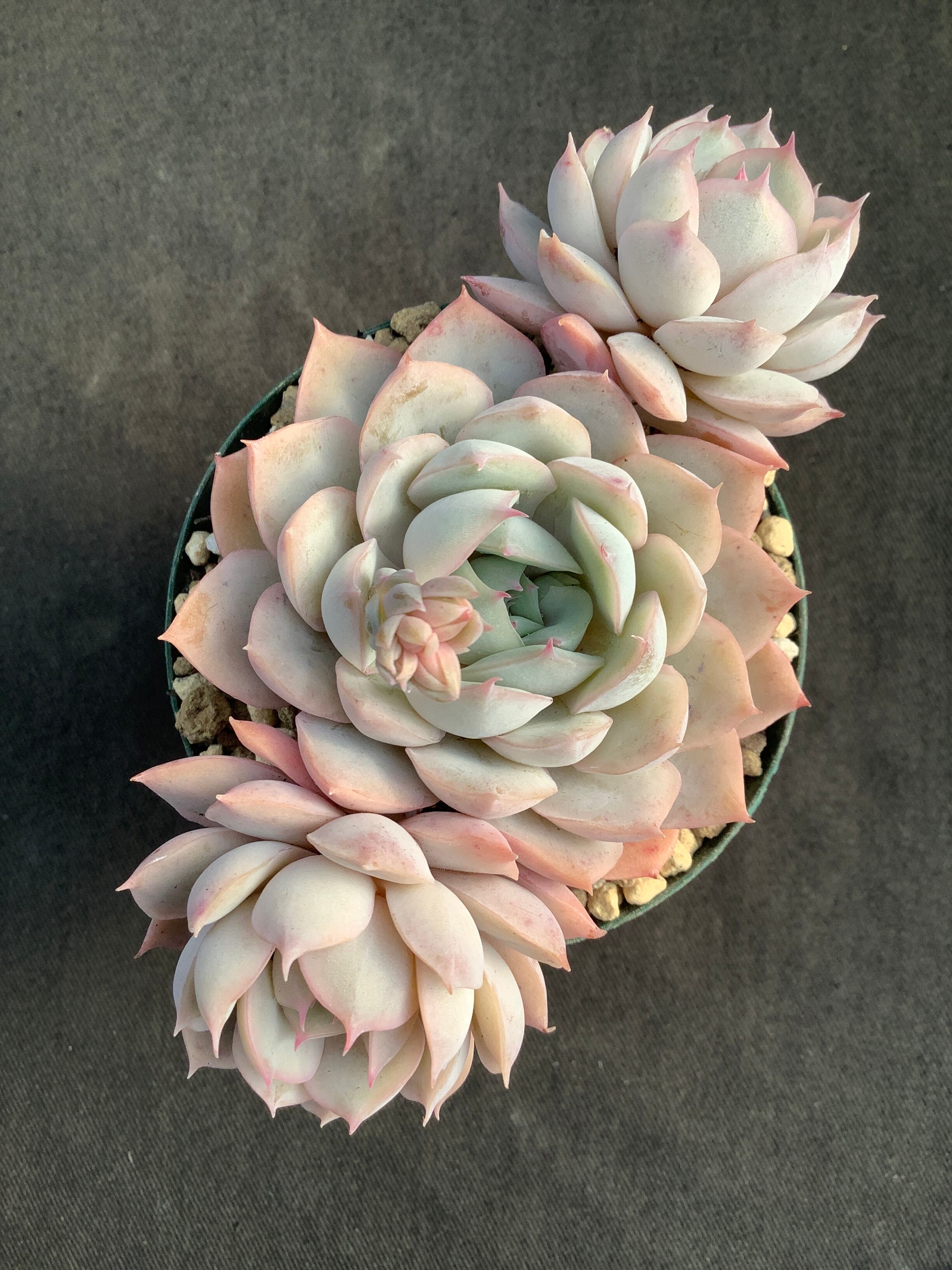 札付き♥️ラウリンゼ✕ザラコーザ✨ 札付き♥️ラウリンゼ