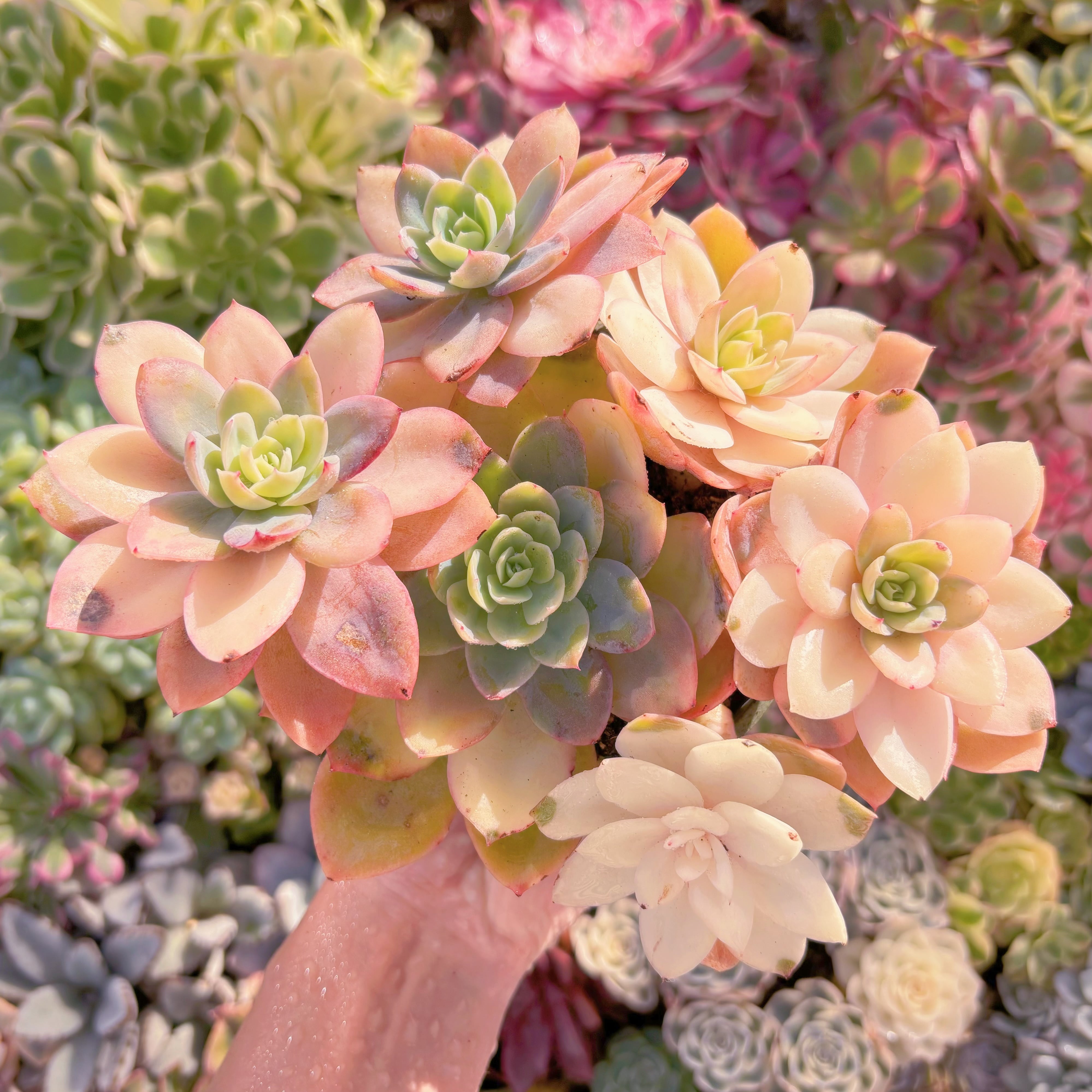 現品　シルクベール錦#F021　大群生　るる農園