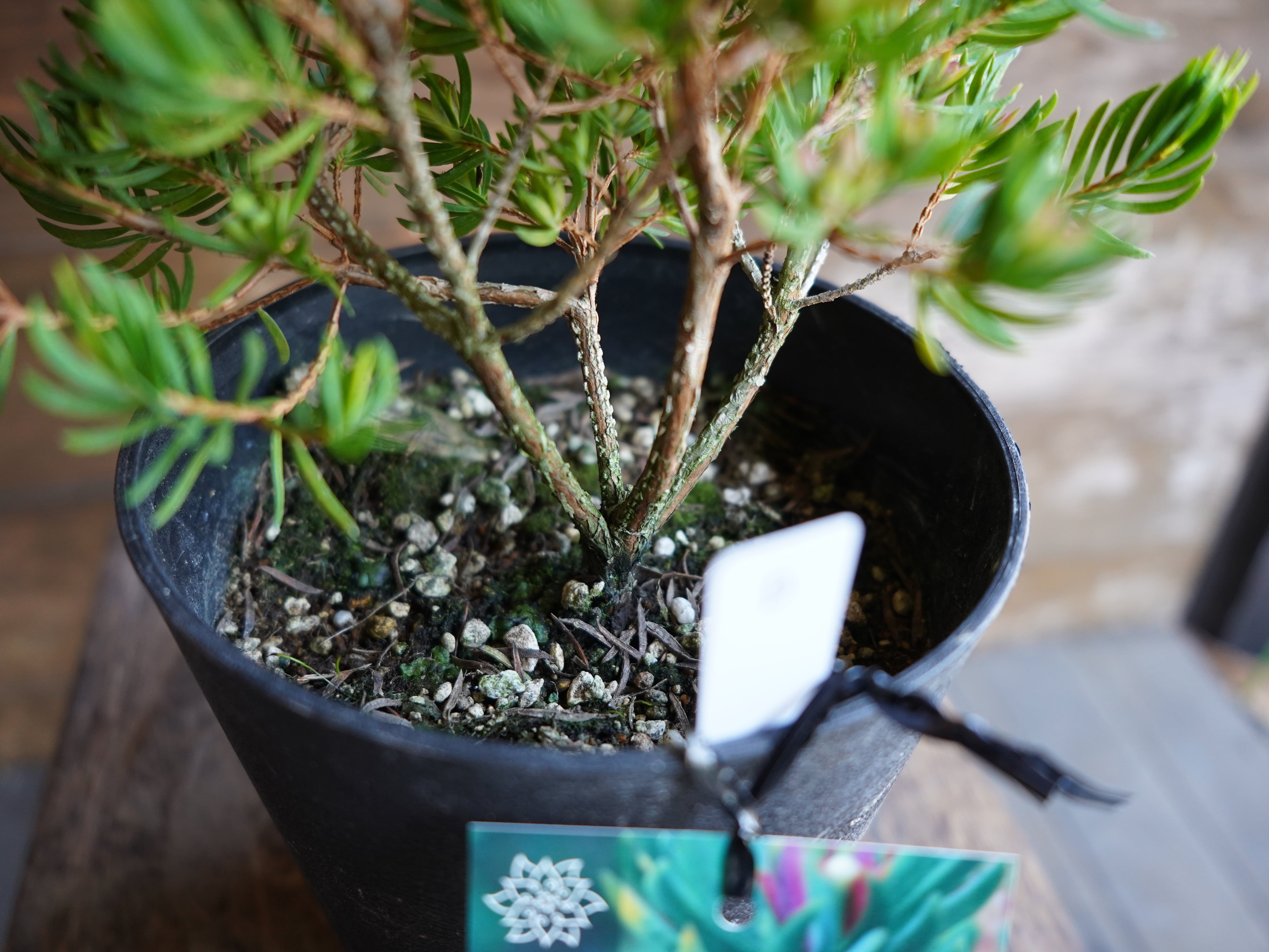 【現物】ダーウィニア ”プロセラ” B