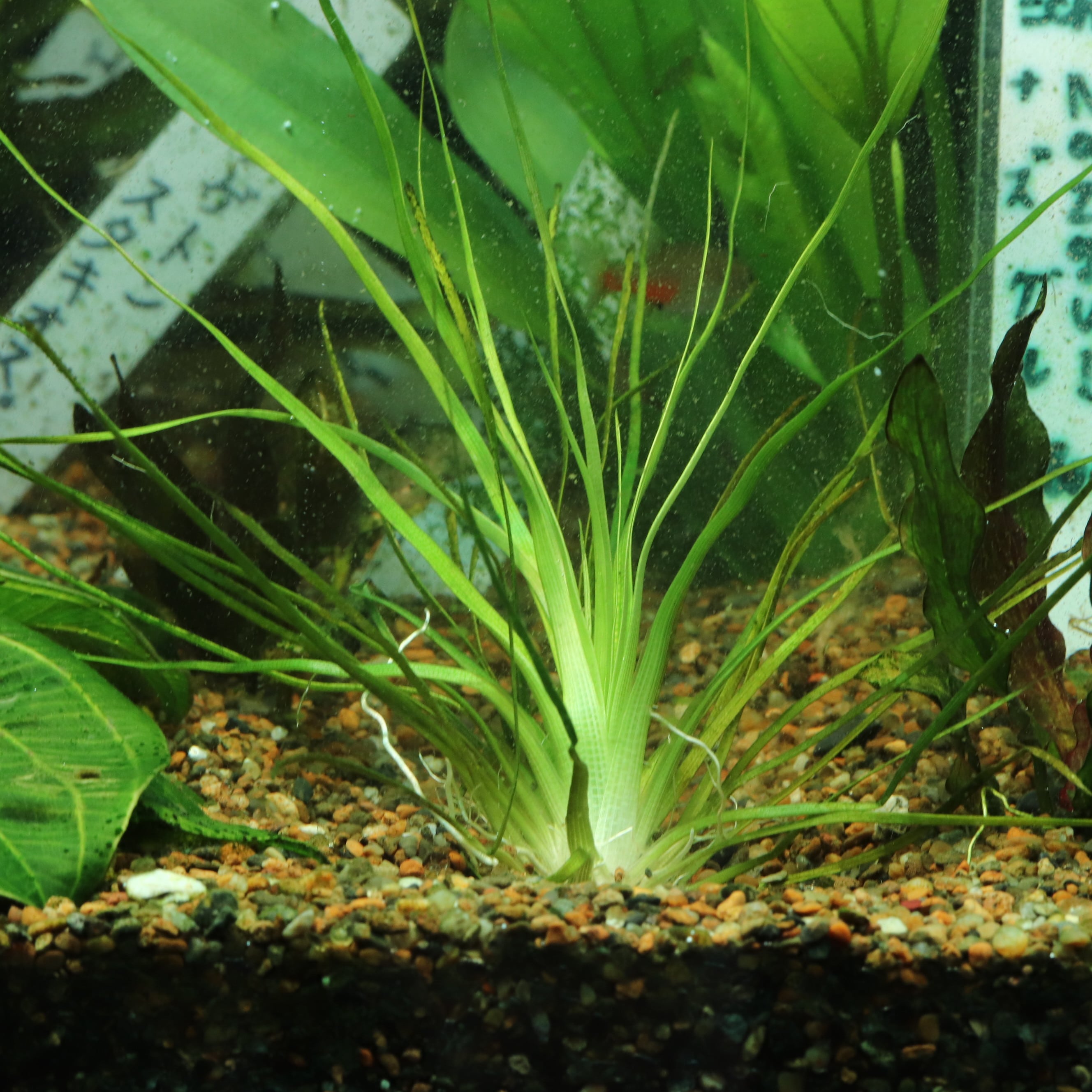 水草 | aquarium shop earth