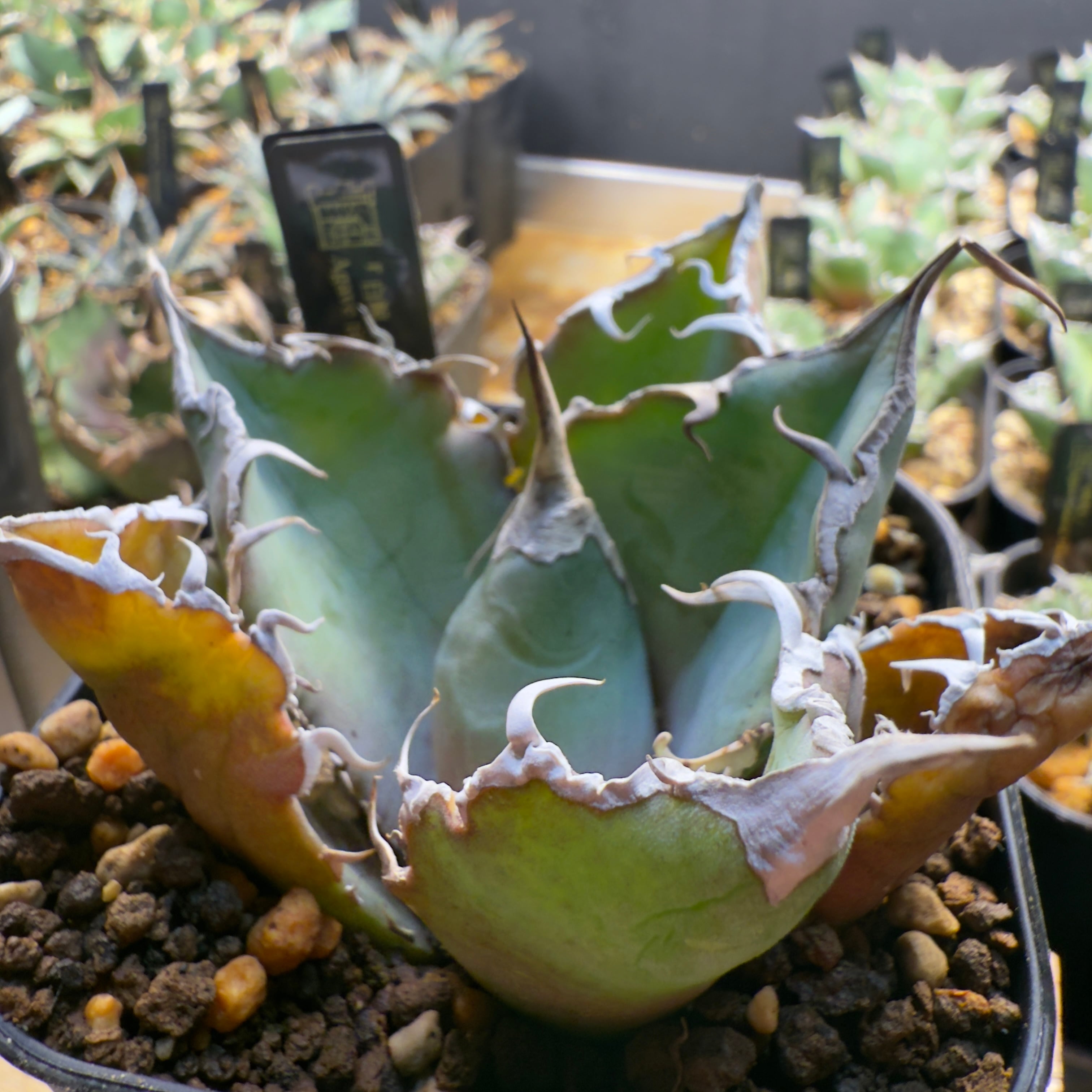 白鯨 -008｜Agave titanota White Whale | はちとあり