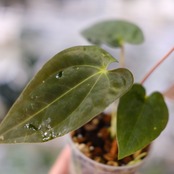Anthurium Papillilaminum Guna Yala x Forgetii Dark④│観葉植物