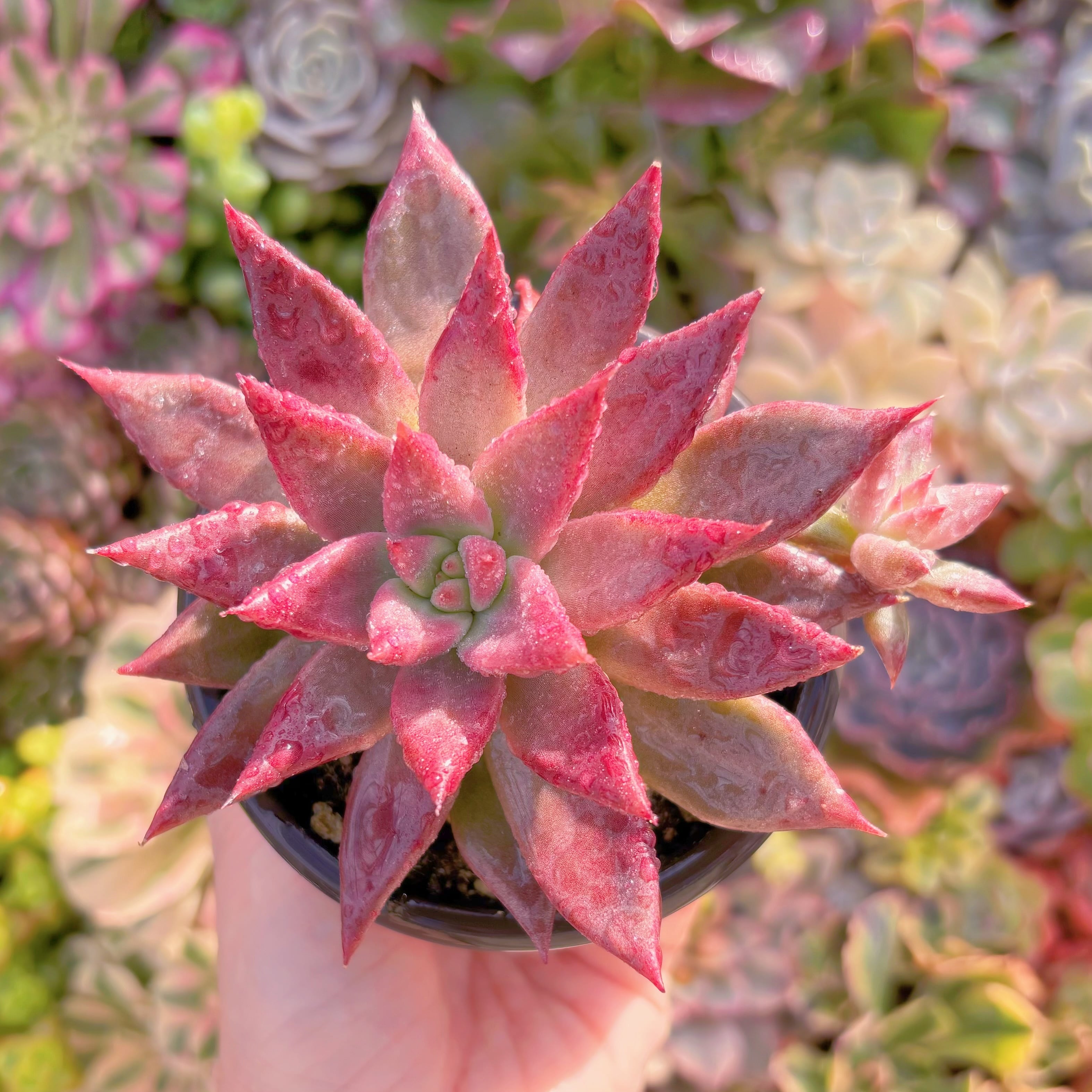 現品　プシュケ#F222　大苗　古株　るる農園