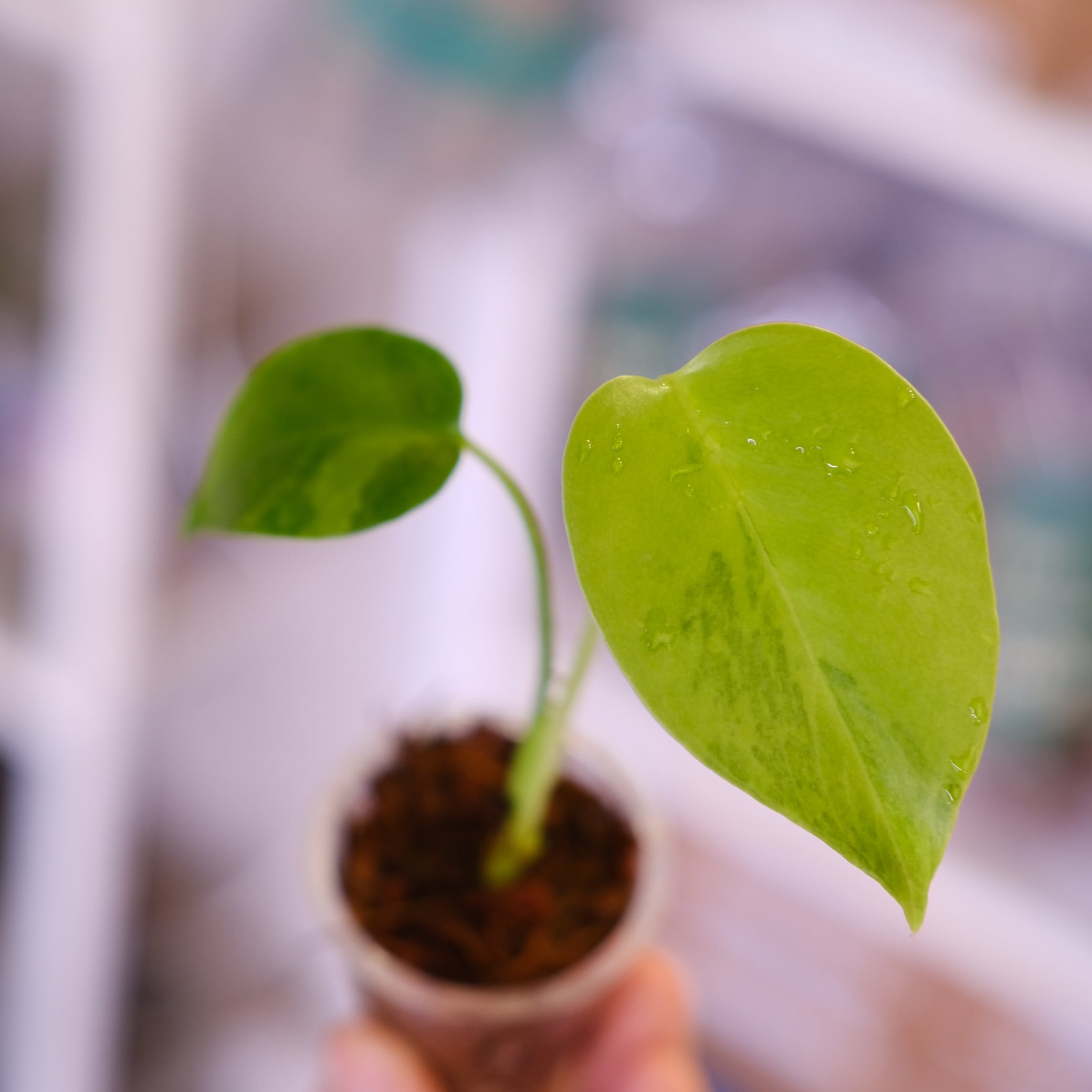Monstera green on green｜モンステラ グリーンオン グリーン③｜観葉