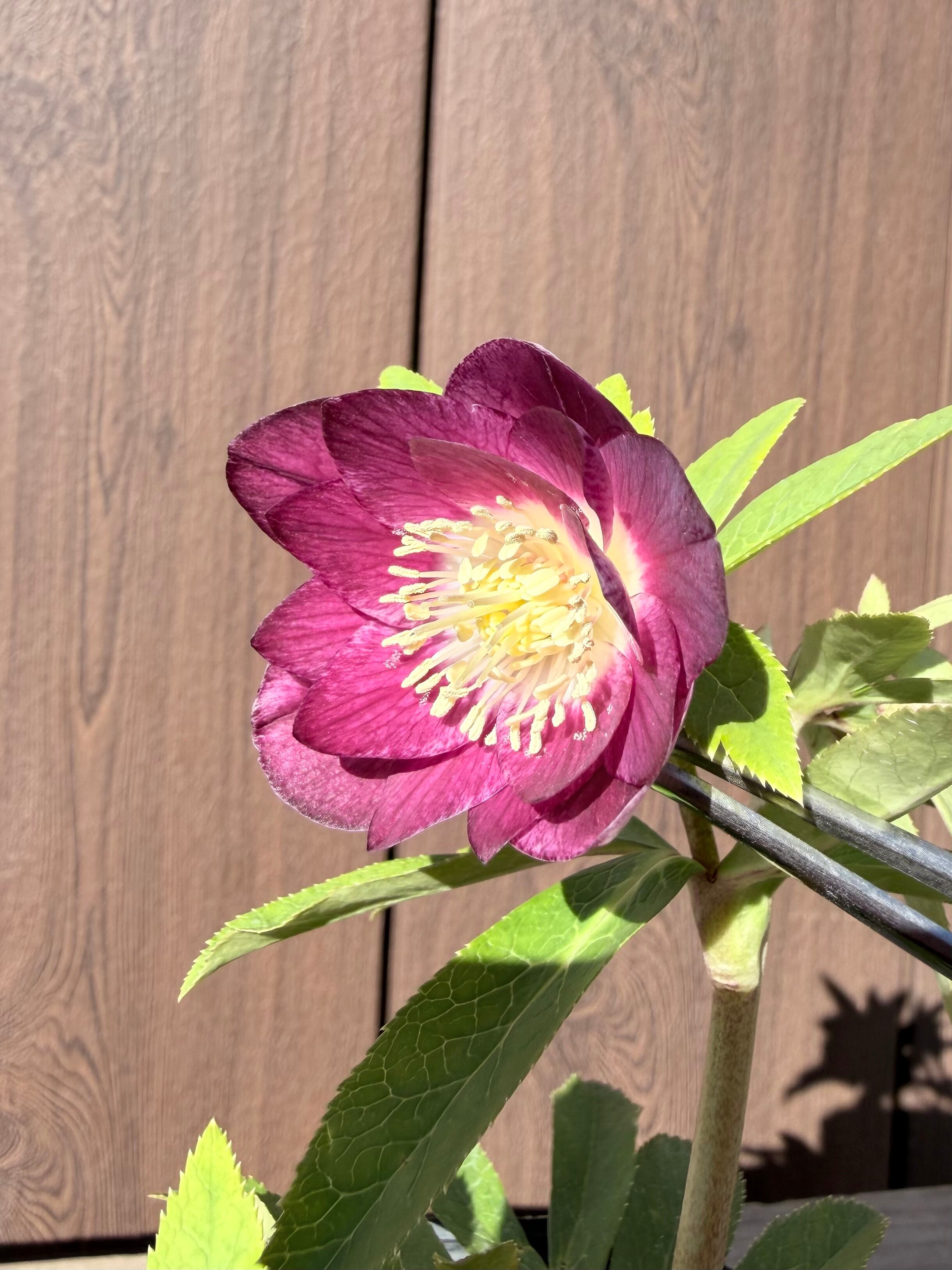 キラメキ☆リバーシブルレッド 加藤農園 クリスマスローズ【ka87】送料