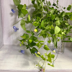 【お宝書品　即出荷】　クレマチスMIX　1束　