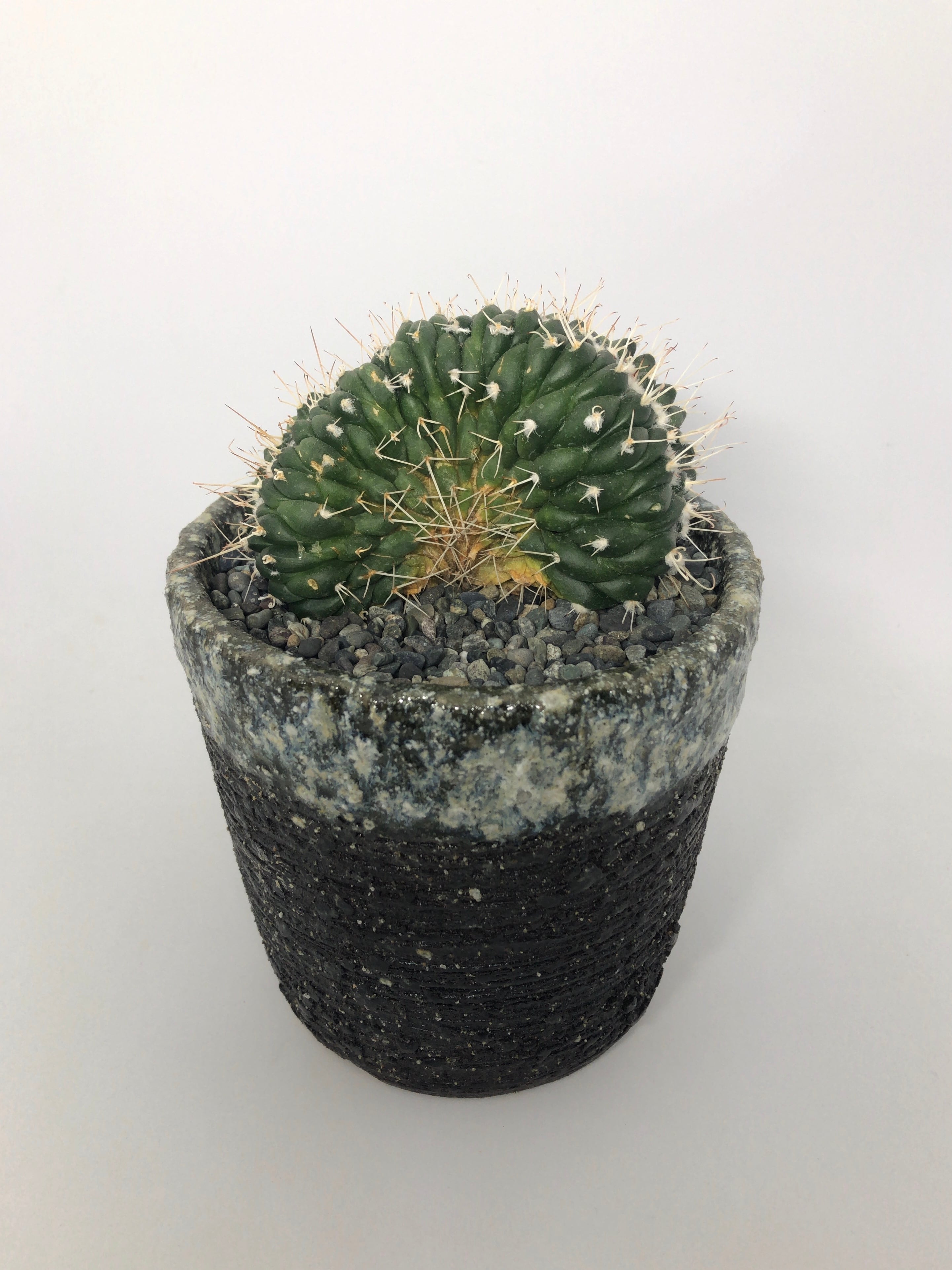 レアサボテンコレクション・マミラリア属・白神丸綴化inわけけのお店 レアサボテンコレクション・マミラリア属・白神丸綴化inわけけのお店