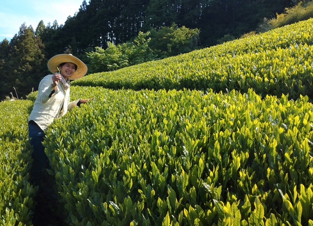 【新茶】煎茶 萌黄　／リーフ100g