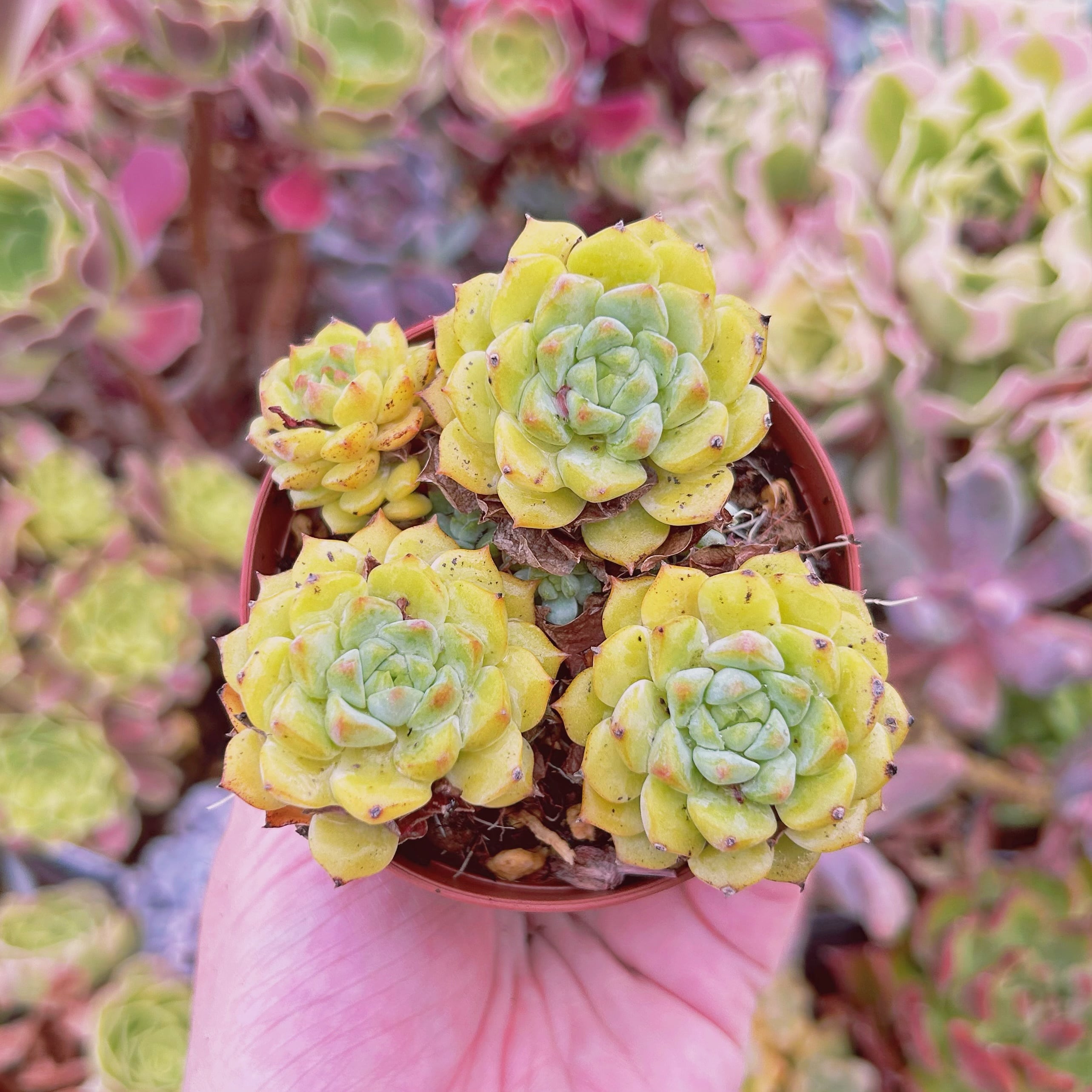 現物　多肉植物　パンダフェス　抜き苗