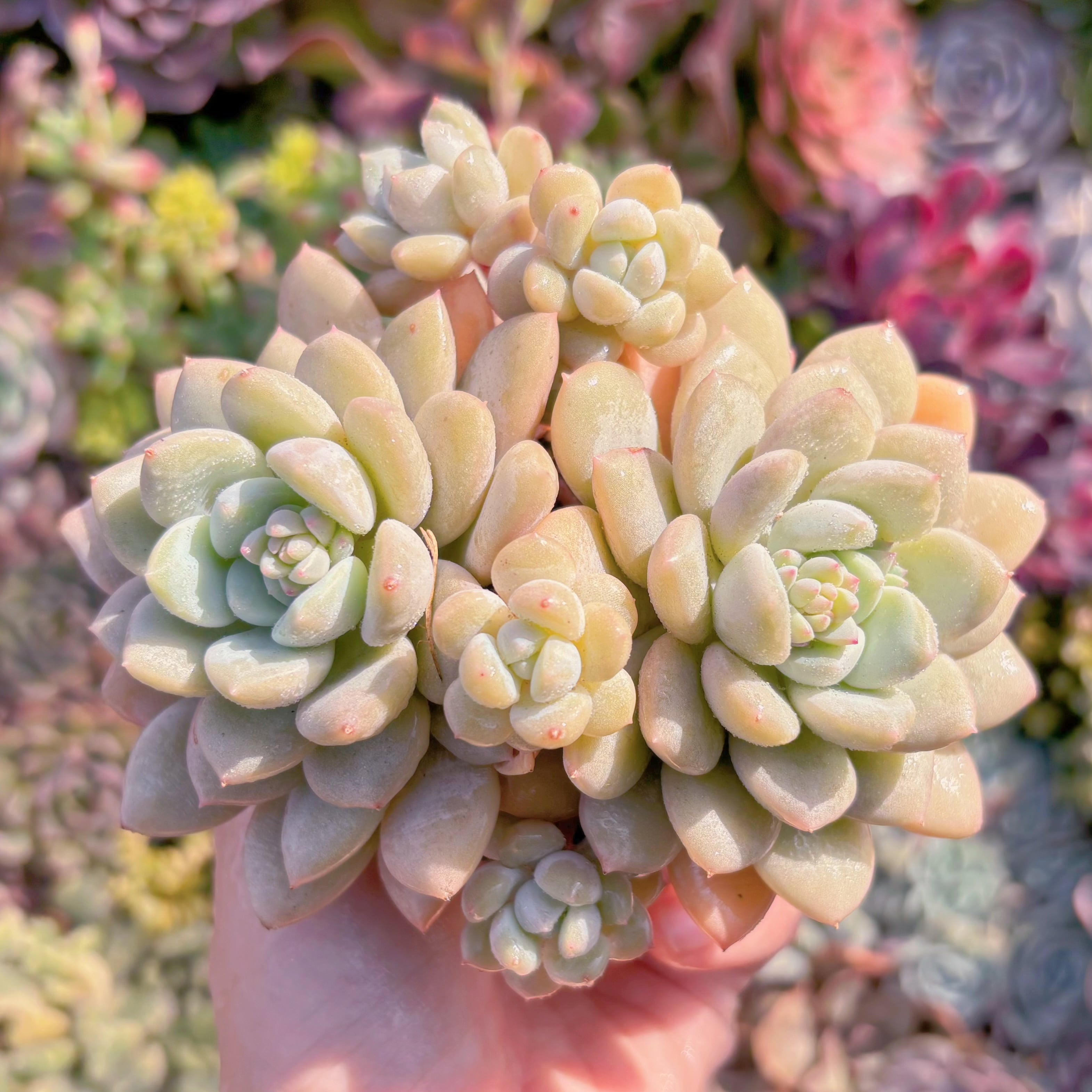 現品　バニラビーン#K031　群生　新入荷　るる農園