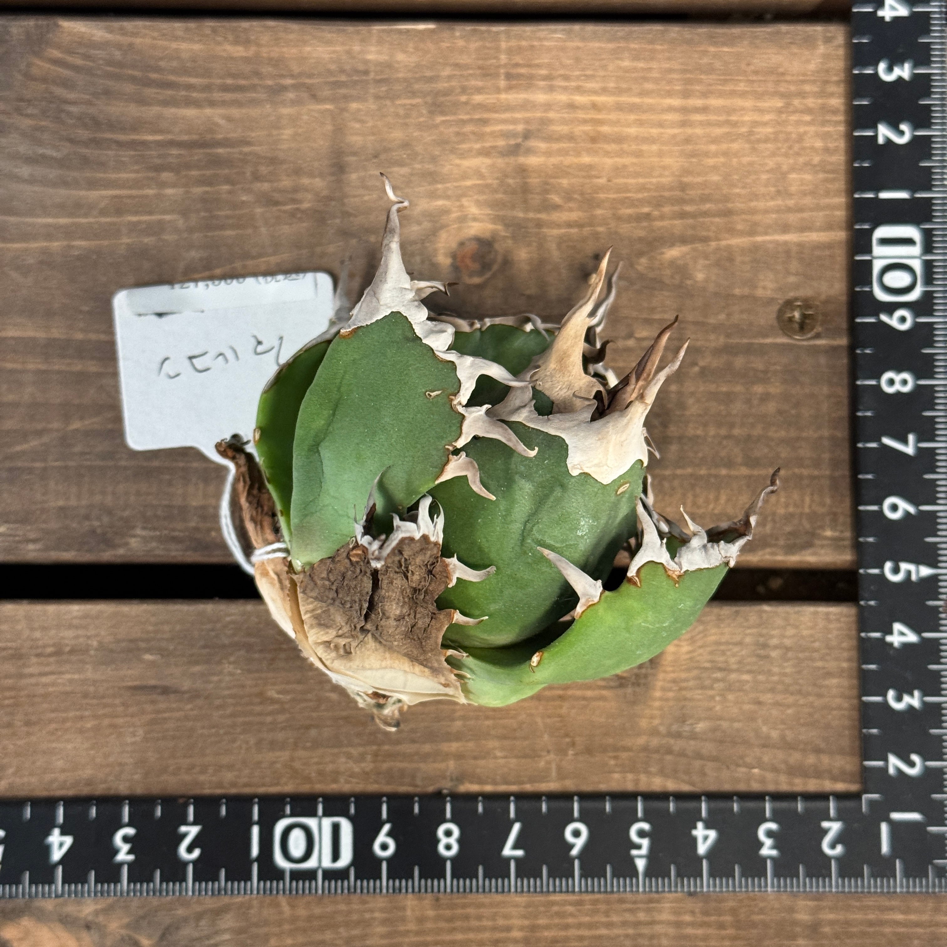 アガベ チタノタ ファルコン【979】 | PROTOLEAF プロトリーフ