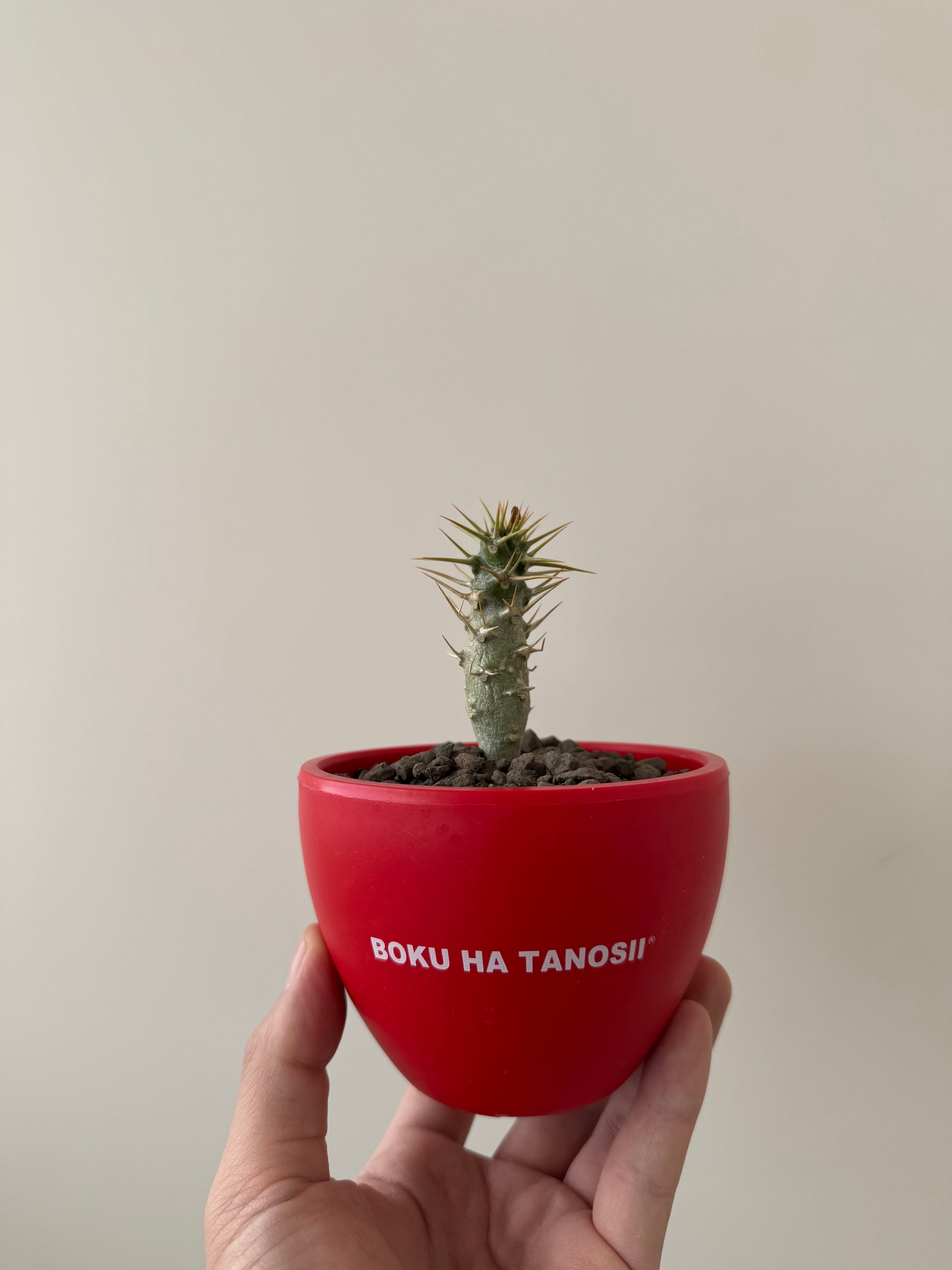 【新着】Pachypodium ambongense × ボクタノ鉢【BOKU HA TANOSII・国内実生苗】パキポディウム アンボンゲンセ