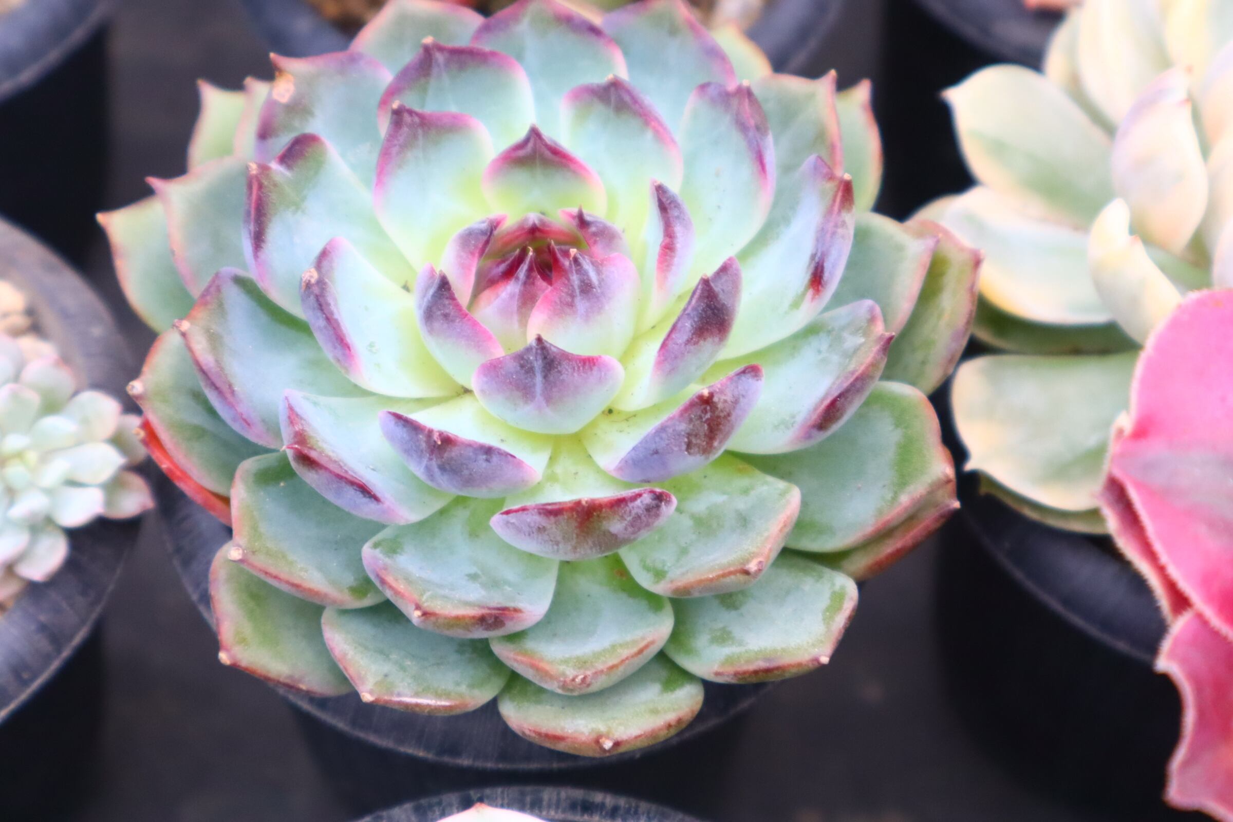 778.アエオニウム・LoveGod | 二代目大和高原の多肉屋