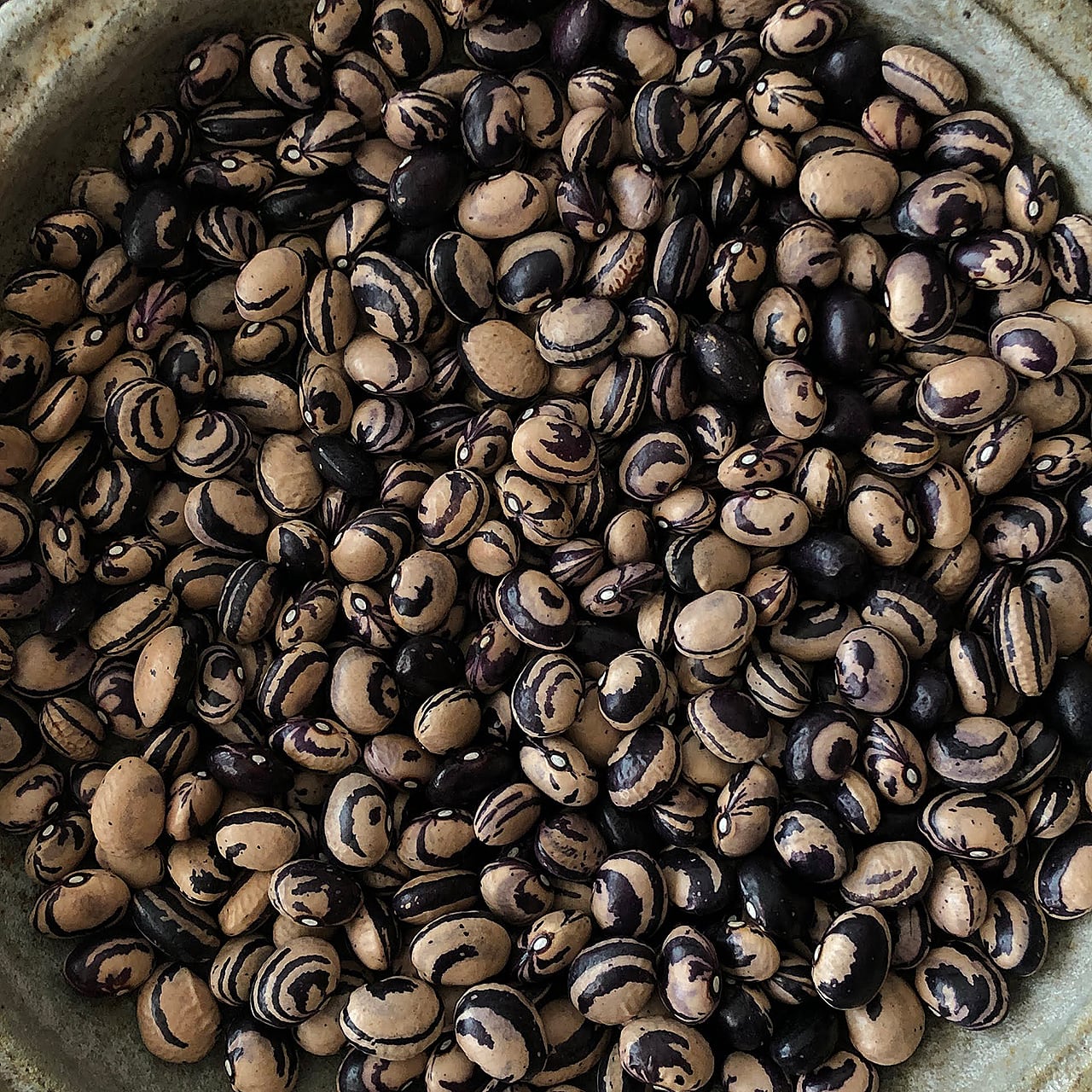 シタカラ農園さんの貝豆0g ポム ド テール