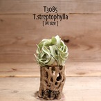 【送料無料】streptophylla M〔エアプランツ〕現品発送T3085