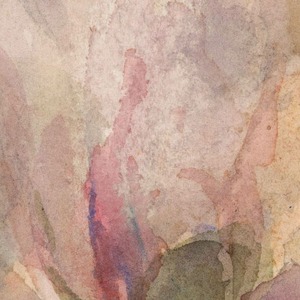 [額縁付き] Verwelkte roos 熟した薔薇 アートポスター 223×223mm 天然木 ポスターフレーム 木製 絵画 日本製 APFS101