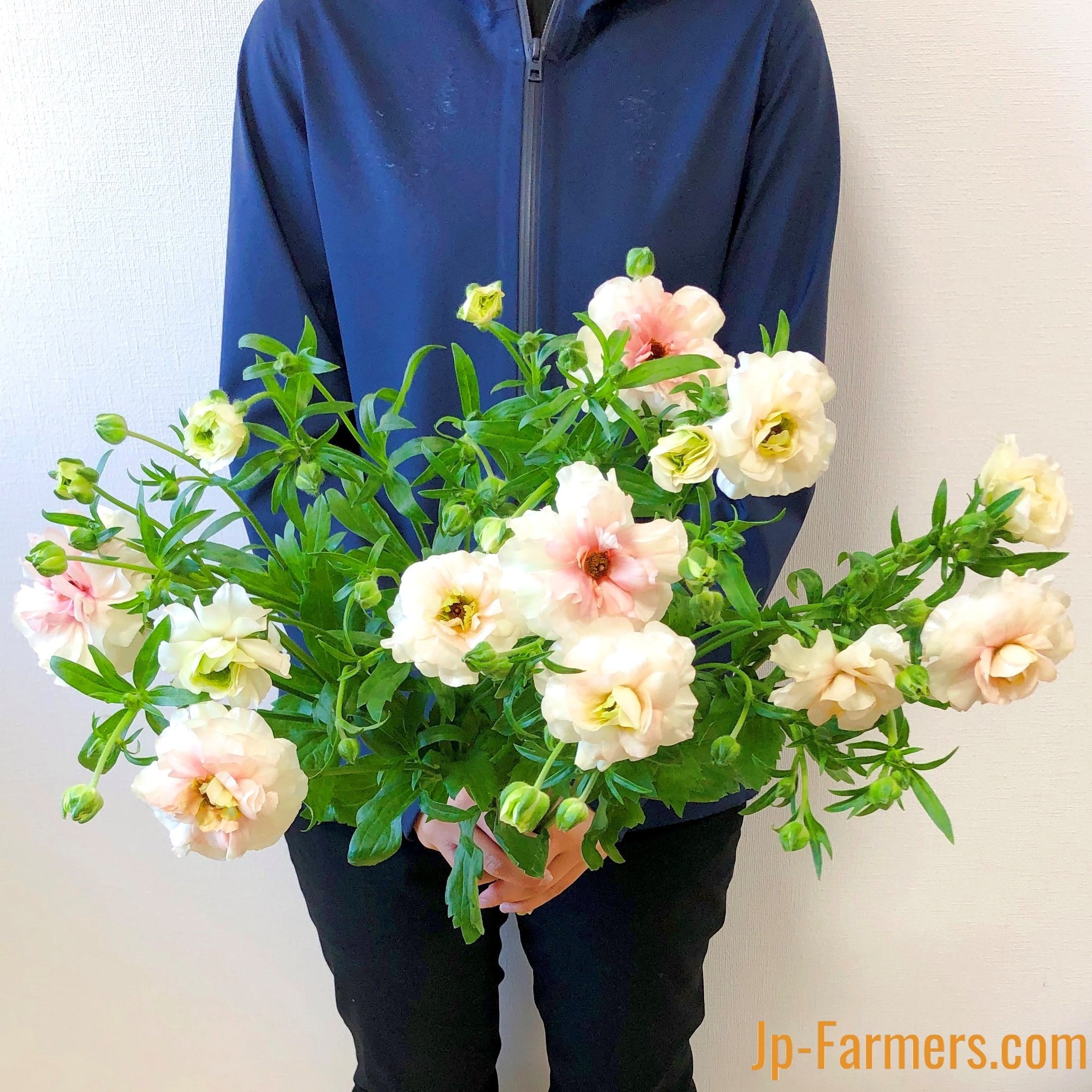 ラナンキュラス 『ラックス アリアドネ』10本 | 新鮮お花問屋 Jp