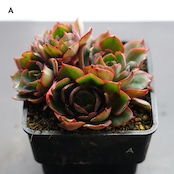 抜き苗 ヤンジン 1～4頭群生 Echeveria 'Yangjin'