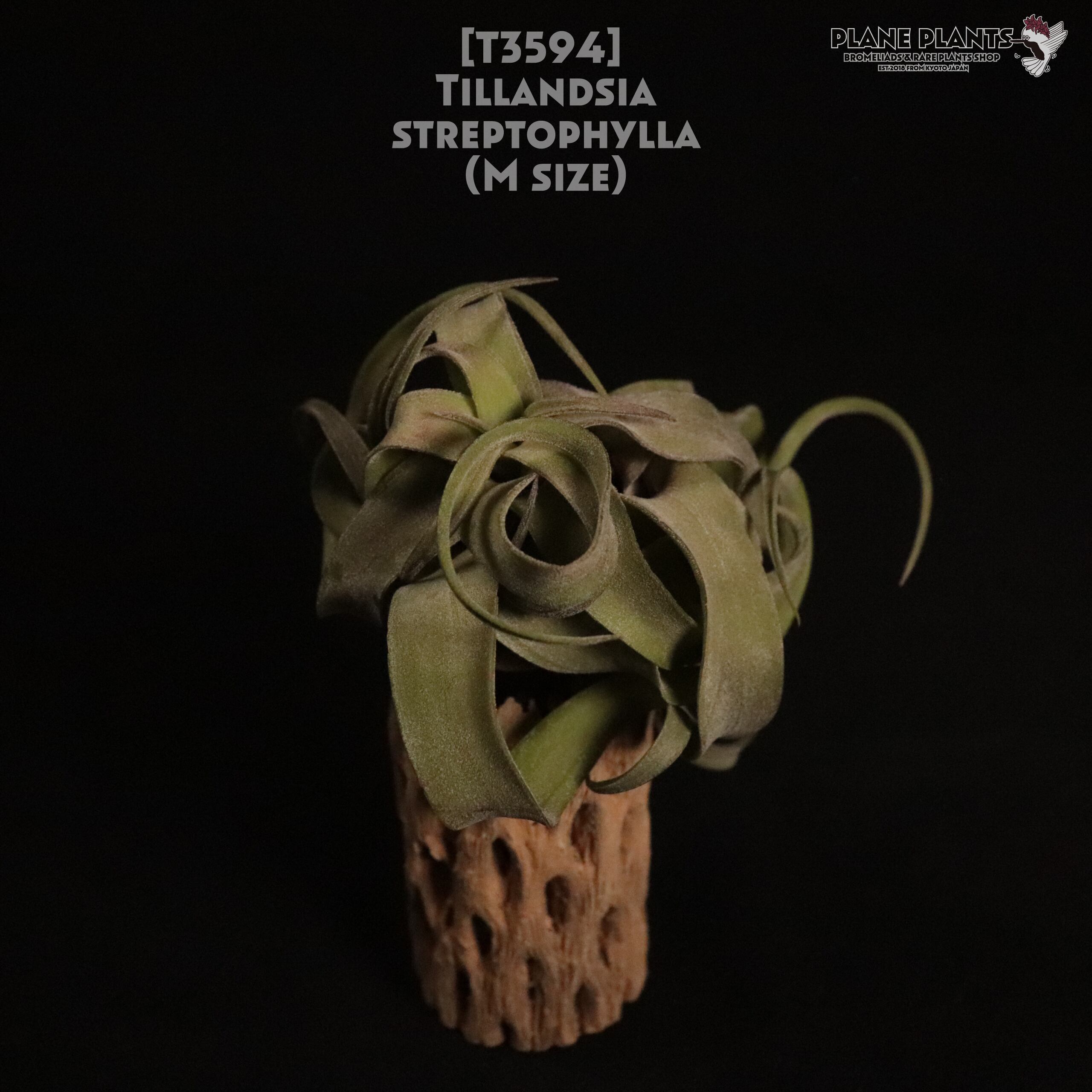 【送料無料】streptophylla M〔エアプランツ〕現品発送T3594