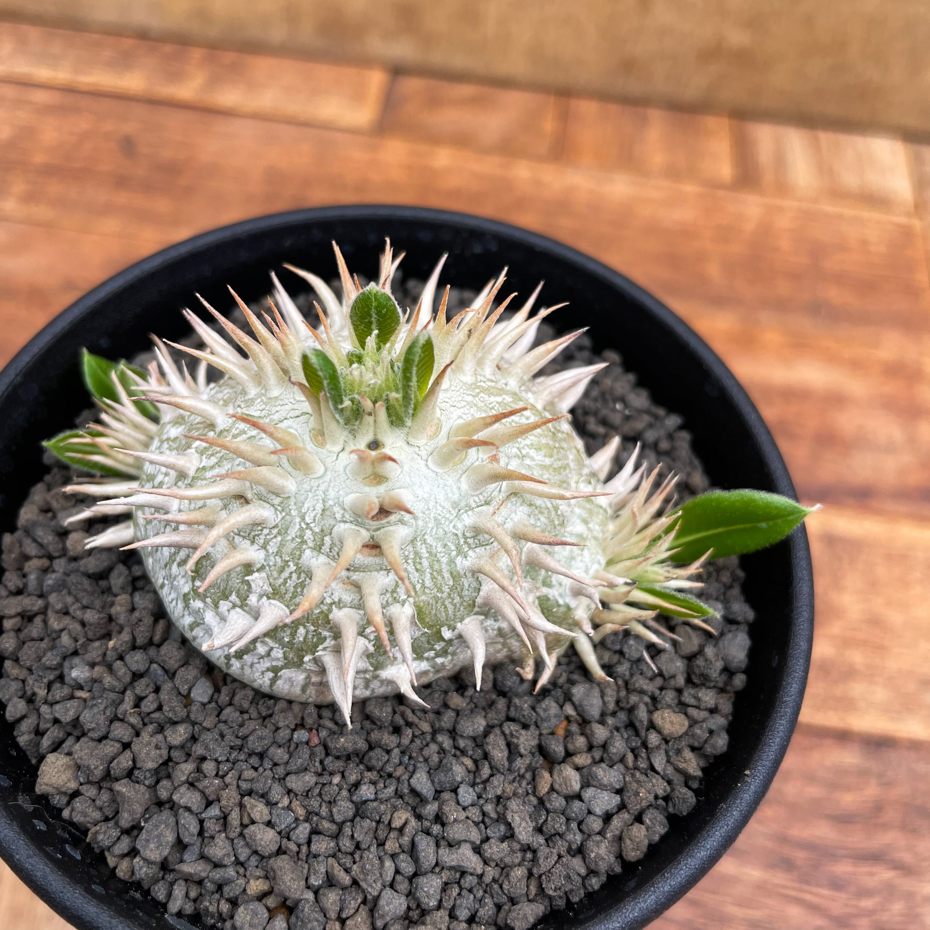 Pachypodium brevicaule【パキポディウム・ブレビカウレ・白花・実生