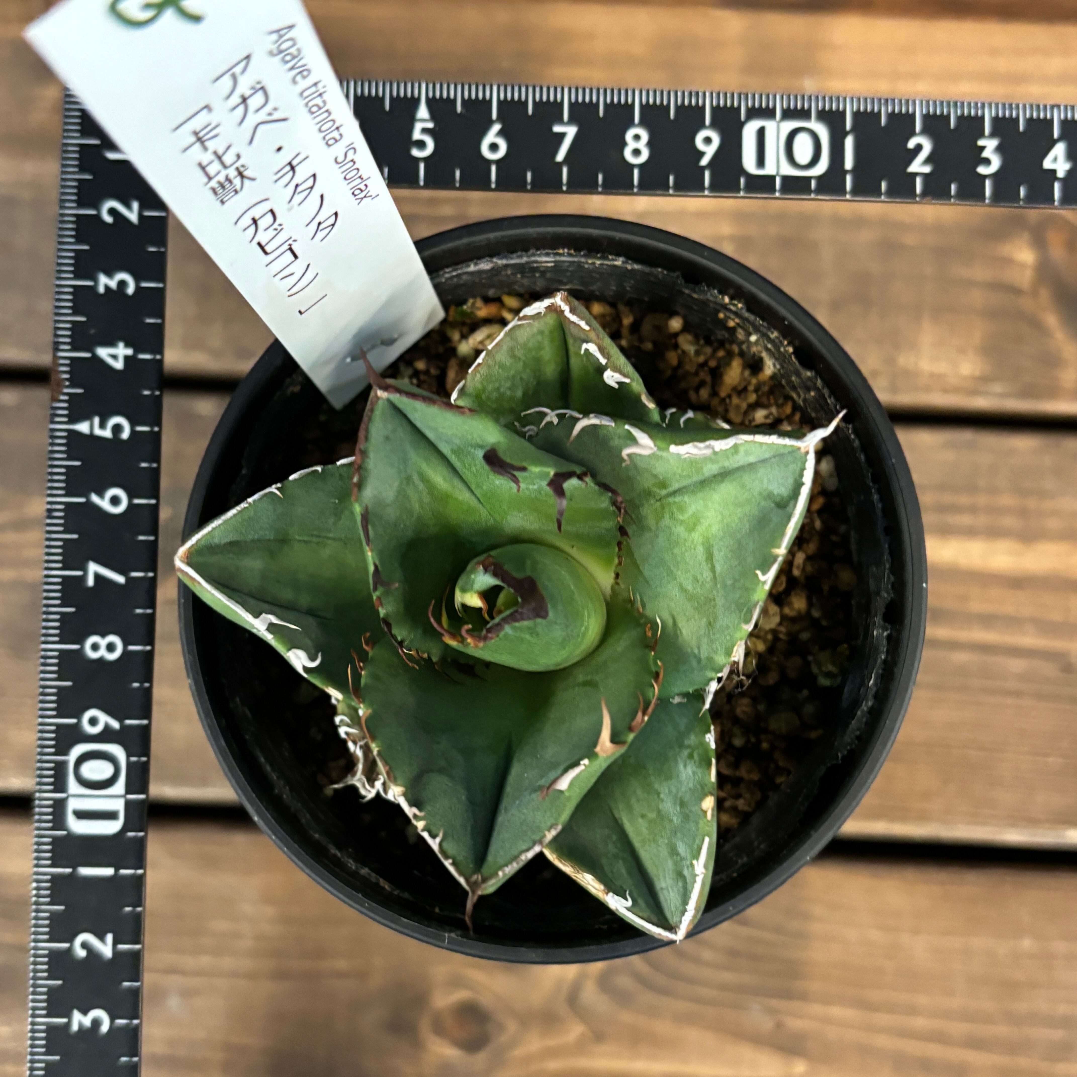 アガベ　チタノタ　卡比獣　カビゴン アガベ・チタノタ 卡比獣（カビゴン） 現物》アガべ チタノタ 卡比獣