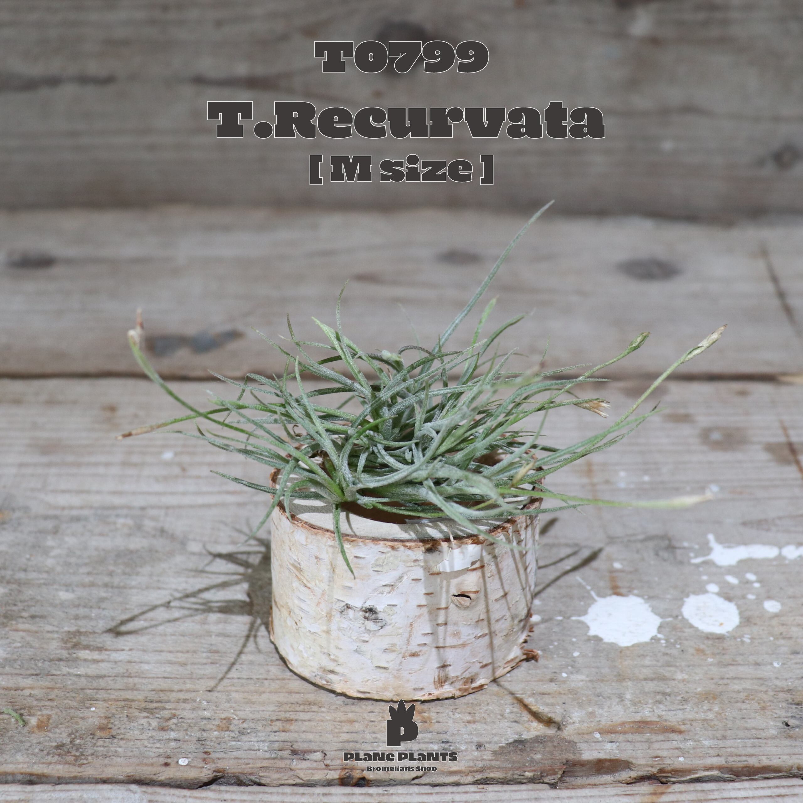 【送料無料】レクルバータ〔エアプランツ〕現品発送T0799