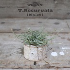 【送料無料】レクルバータ〔エアプランツ〕現品発送T0799