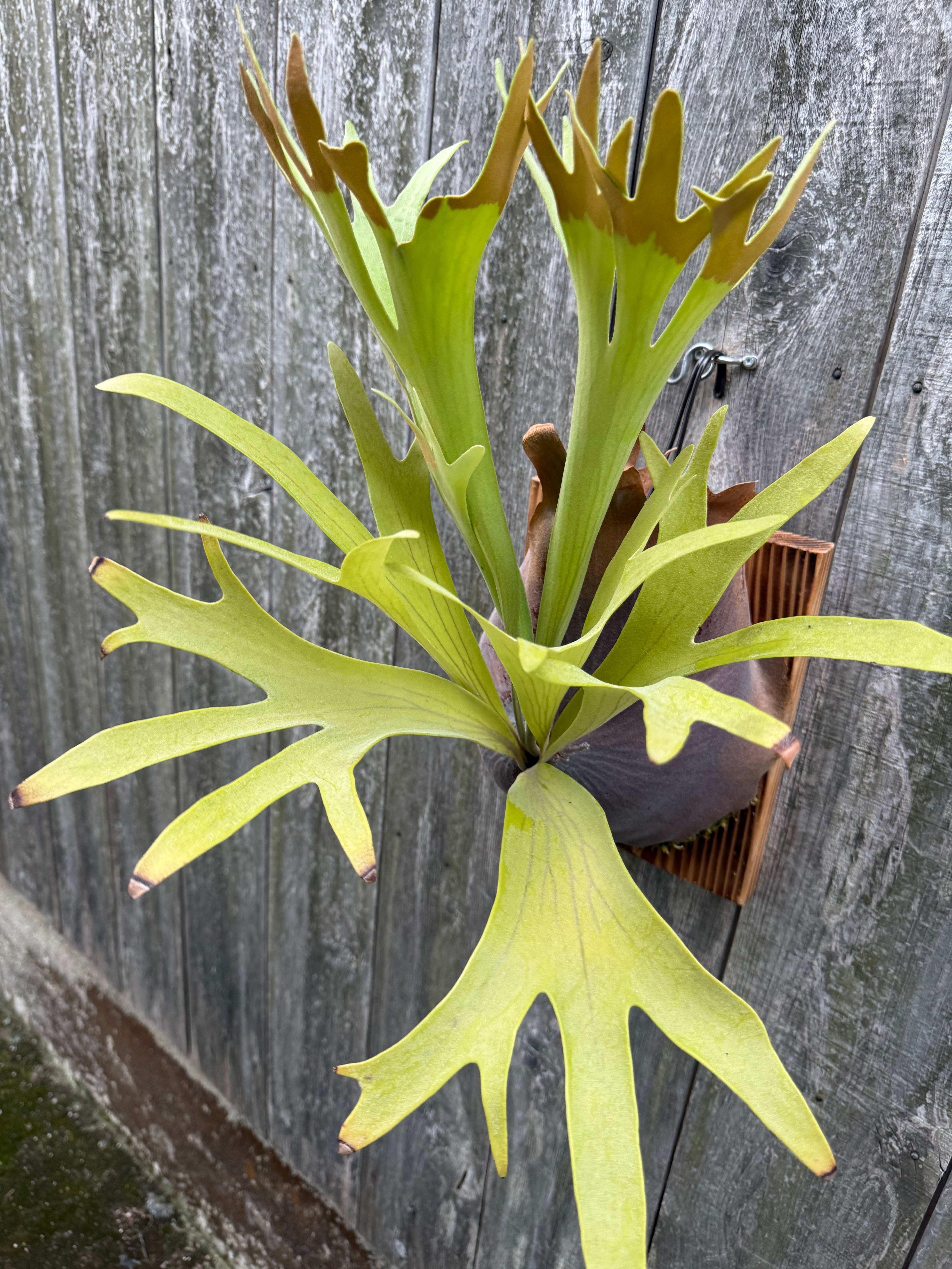 Platycerium bifurcatum Popcorn (pup) | naturefix