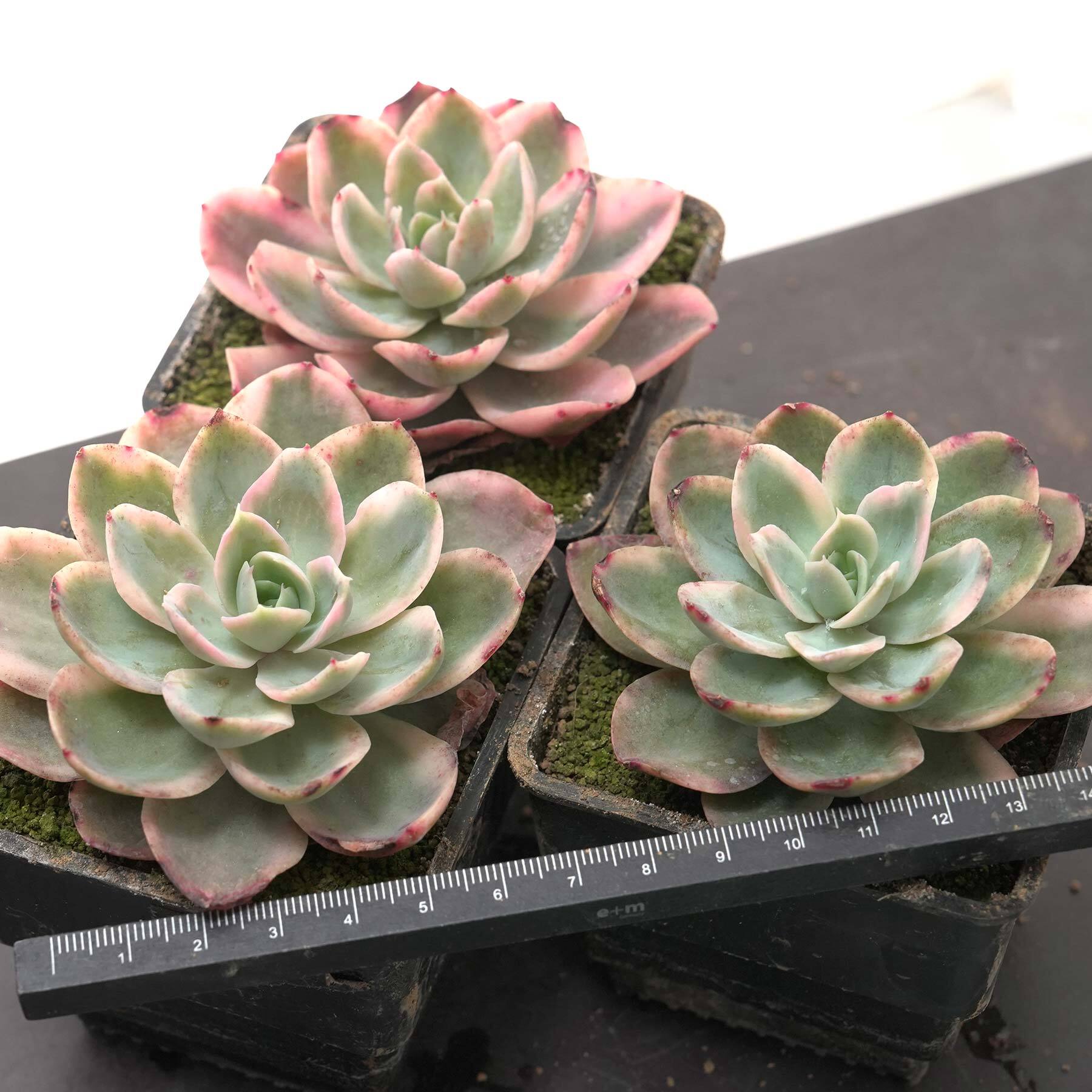 抜き苗 ピンクベラ錦 覆輪斑 Echeveria  