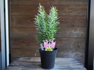 <専用> 3点おまとめ