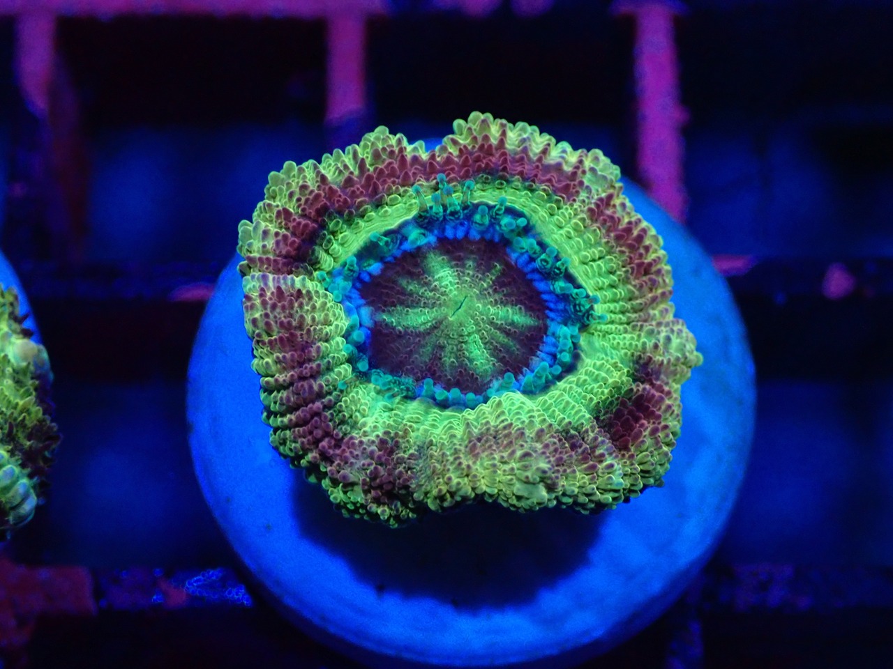 Loadhowensis BossCollection 7