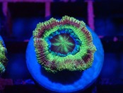 Loadhowensis BossCollection 7