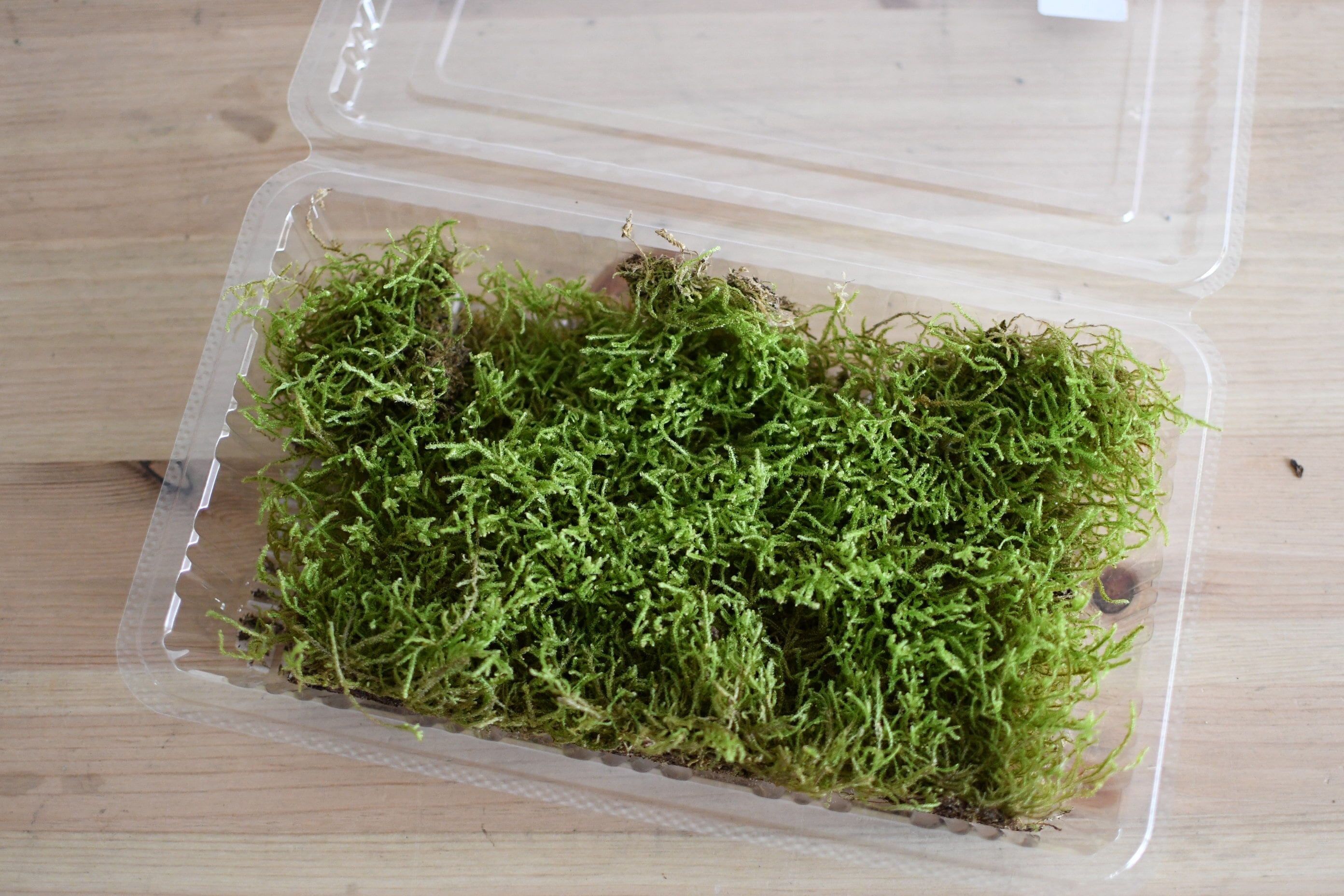 ハイゴケ 苔テラリウム・苔玉作製用素材苔（大パック） | 苔テラリウム