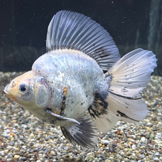 ブロードテール琉金　上物　１５ｃｍ