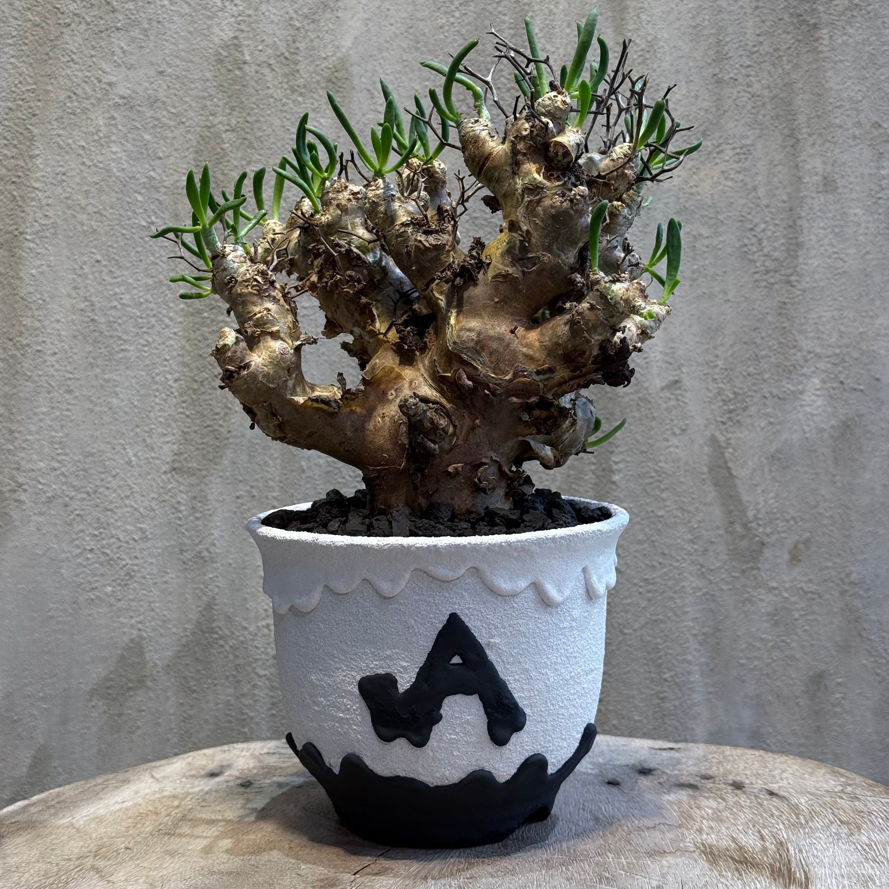 植物×作家鉢 【植え込み済み】 | A-PLANTS