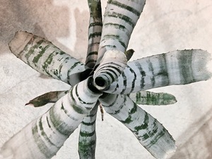 Aechmea. Black Select A1【artPLANTs/PLANTS GARAGE】 アエクメア/Aechmea