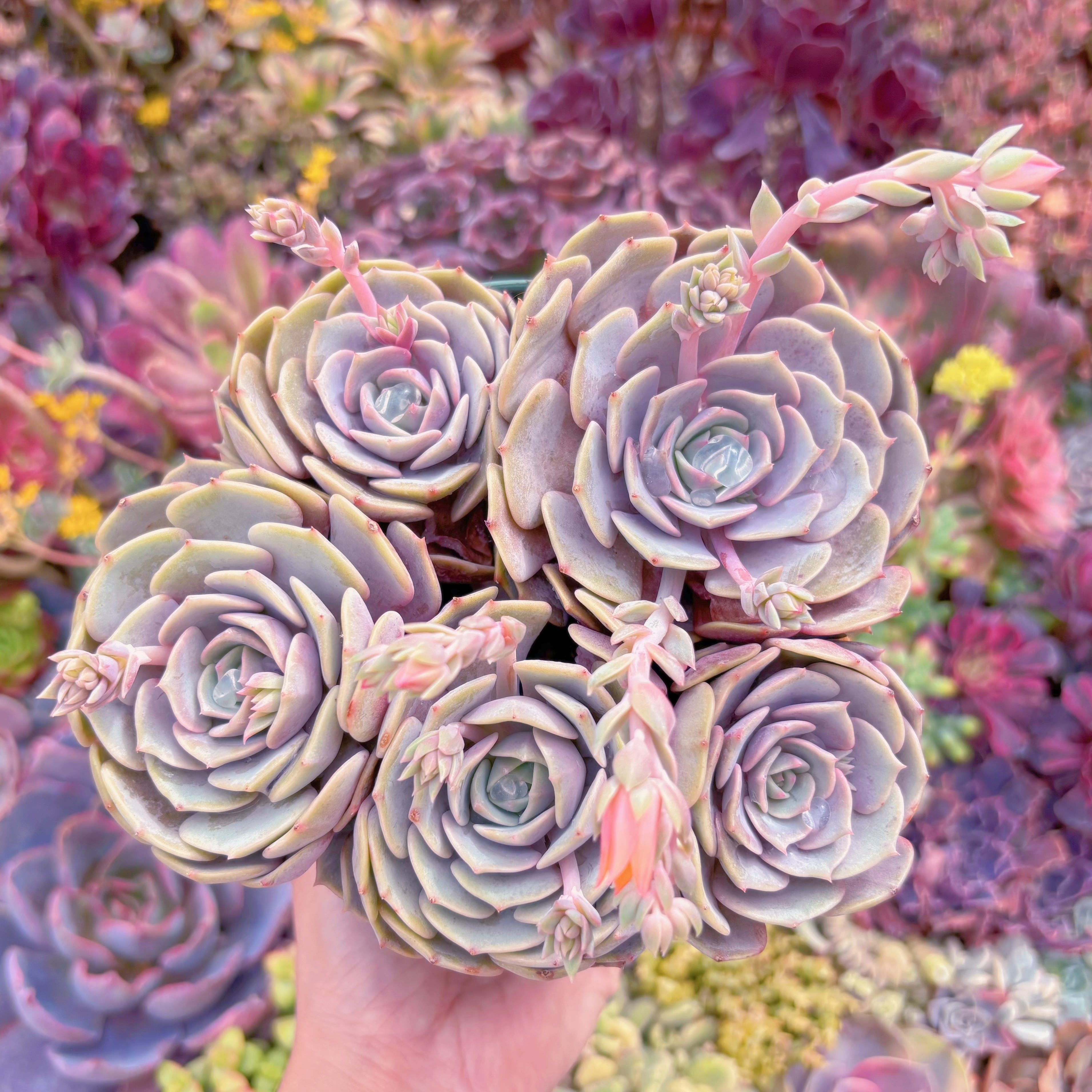 現品　ピンクローラ#M273　大群生　新入荷　るる農園