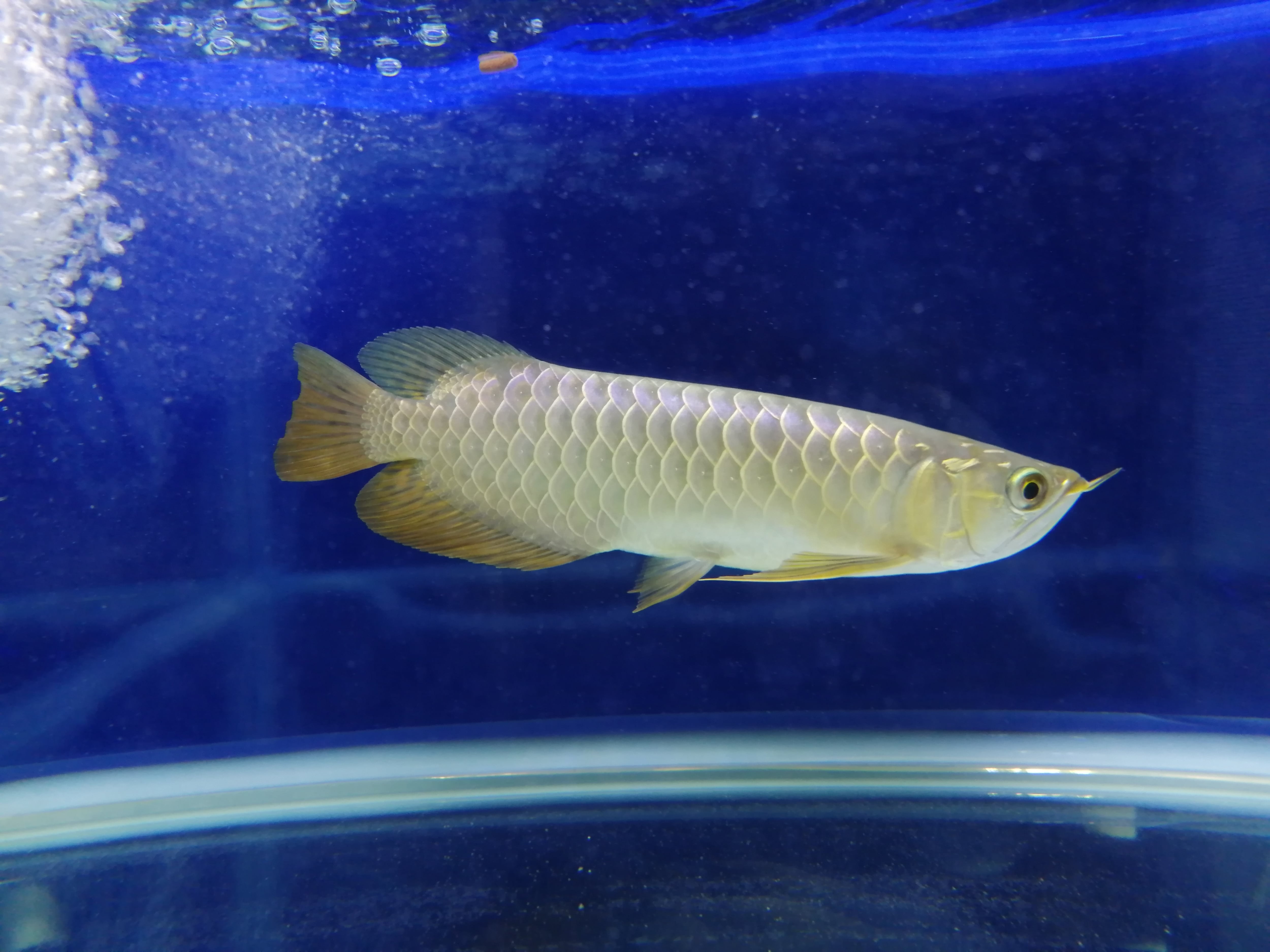 藍底過背金龍 (ブルーベース) ±22㎝《5936 証明書付き》 | アロワナ等