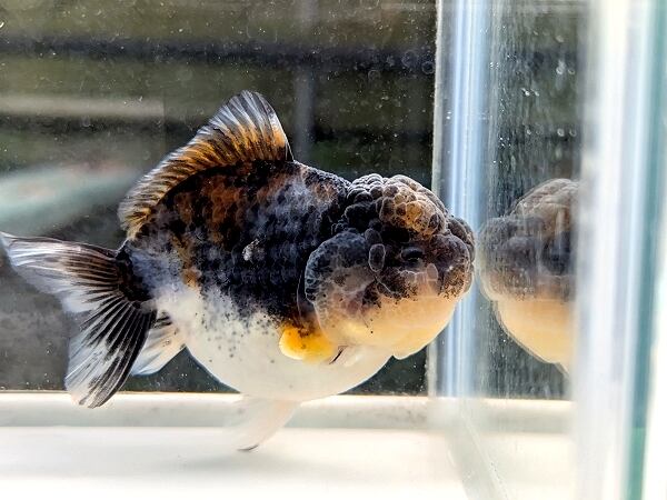 ★らん弐ちゃん★　西大関系統！　☆当歳魚☆　10cm　（208） らん弐ちゃんファーム