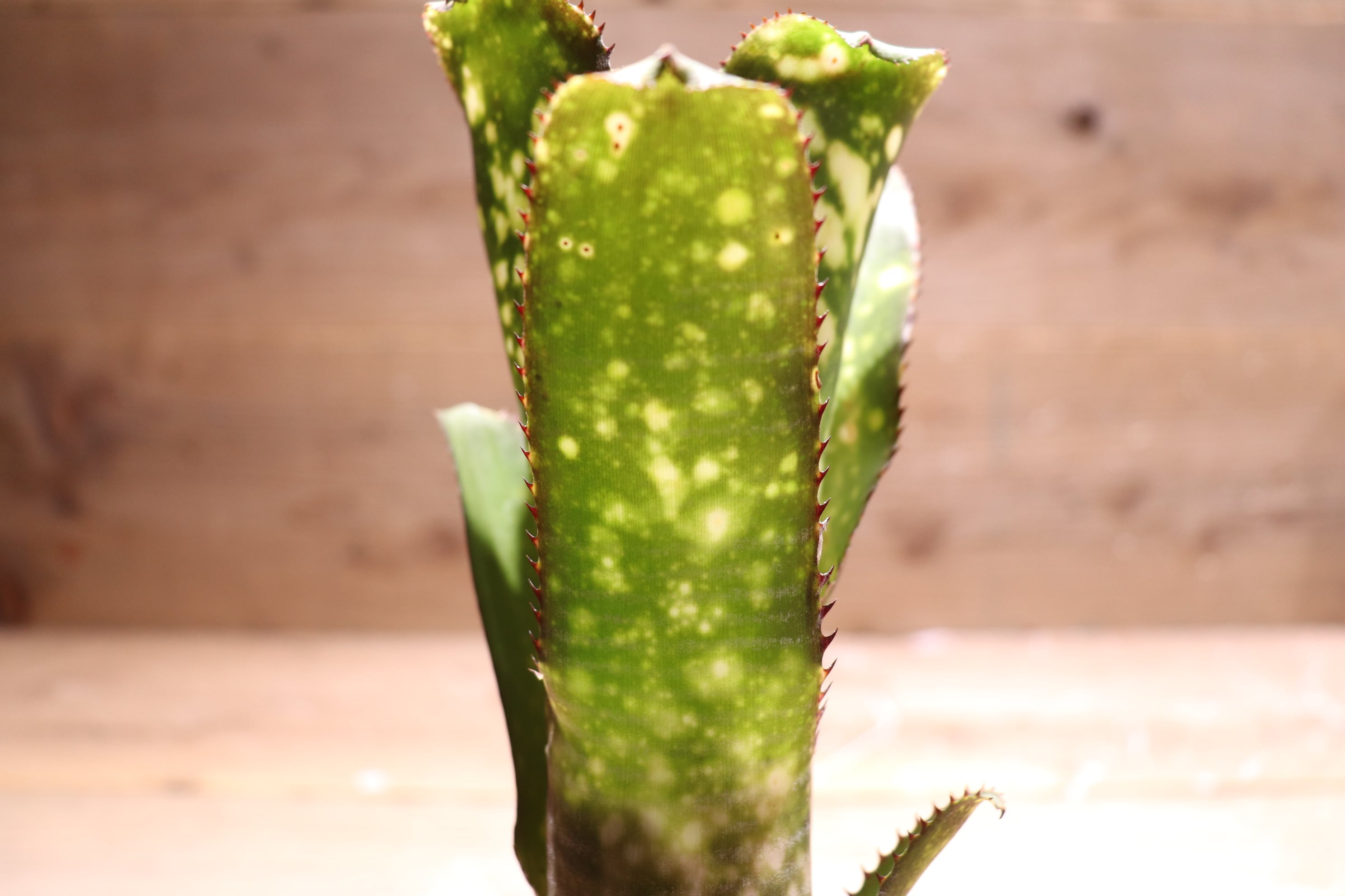 送料無料】Billbergia 'Apocalypse'〔ビルベルギア〕現品発送B0063