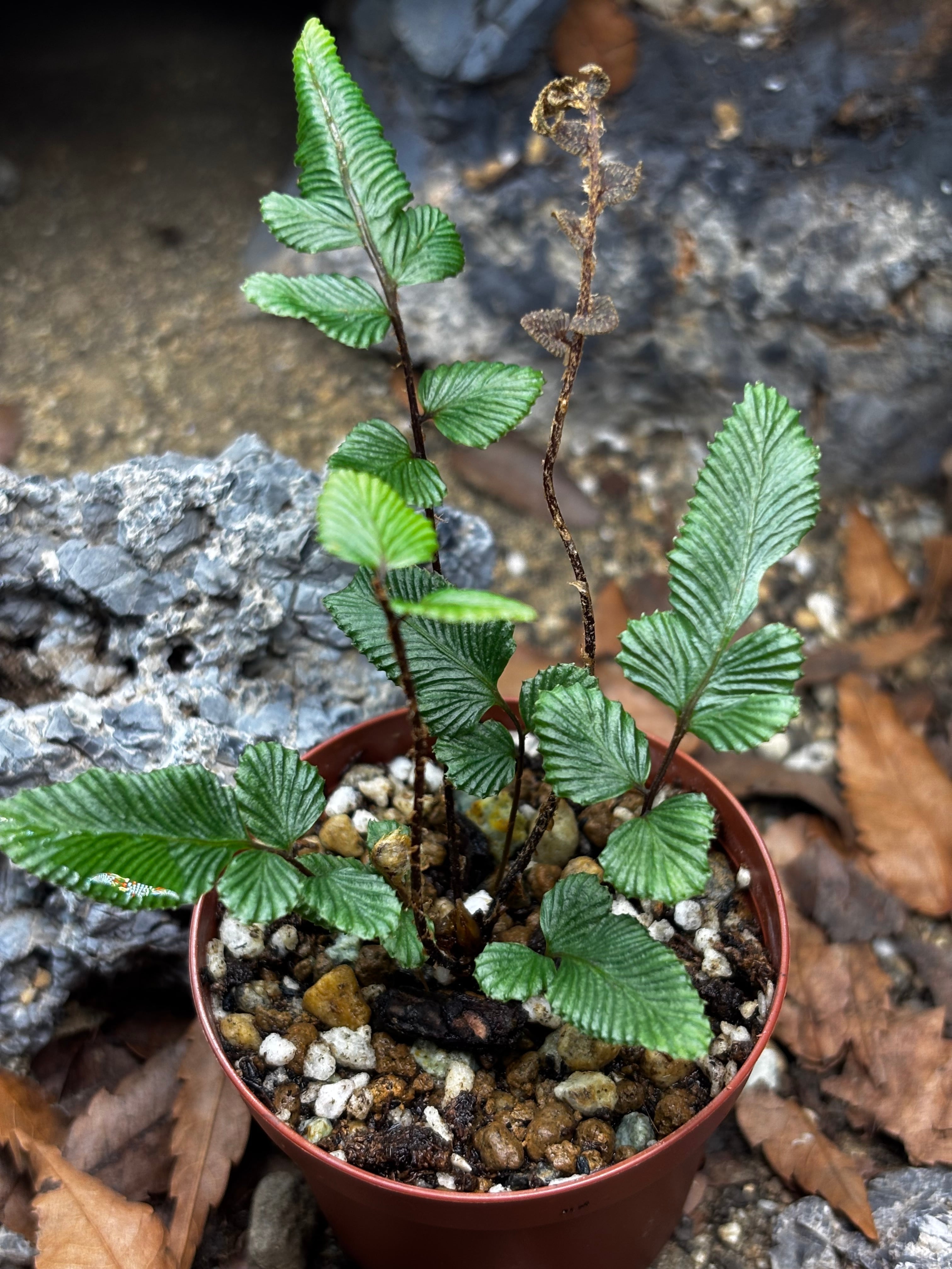 SCALE_VIVARIUM | 蝉ノナキガラ
