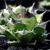 アガベ チタノタ 犀牛【353】