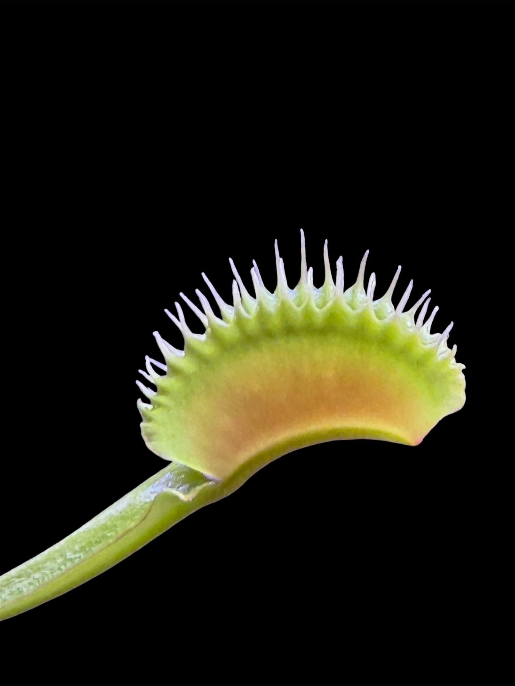 Dionaea muscipula CK “Biohazard 1” 特徴無し ※注意書きを読んで