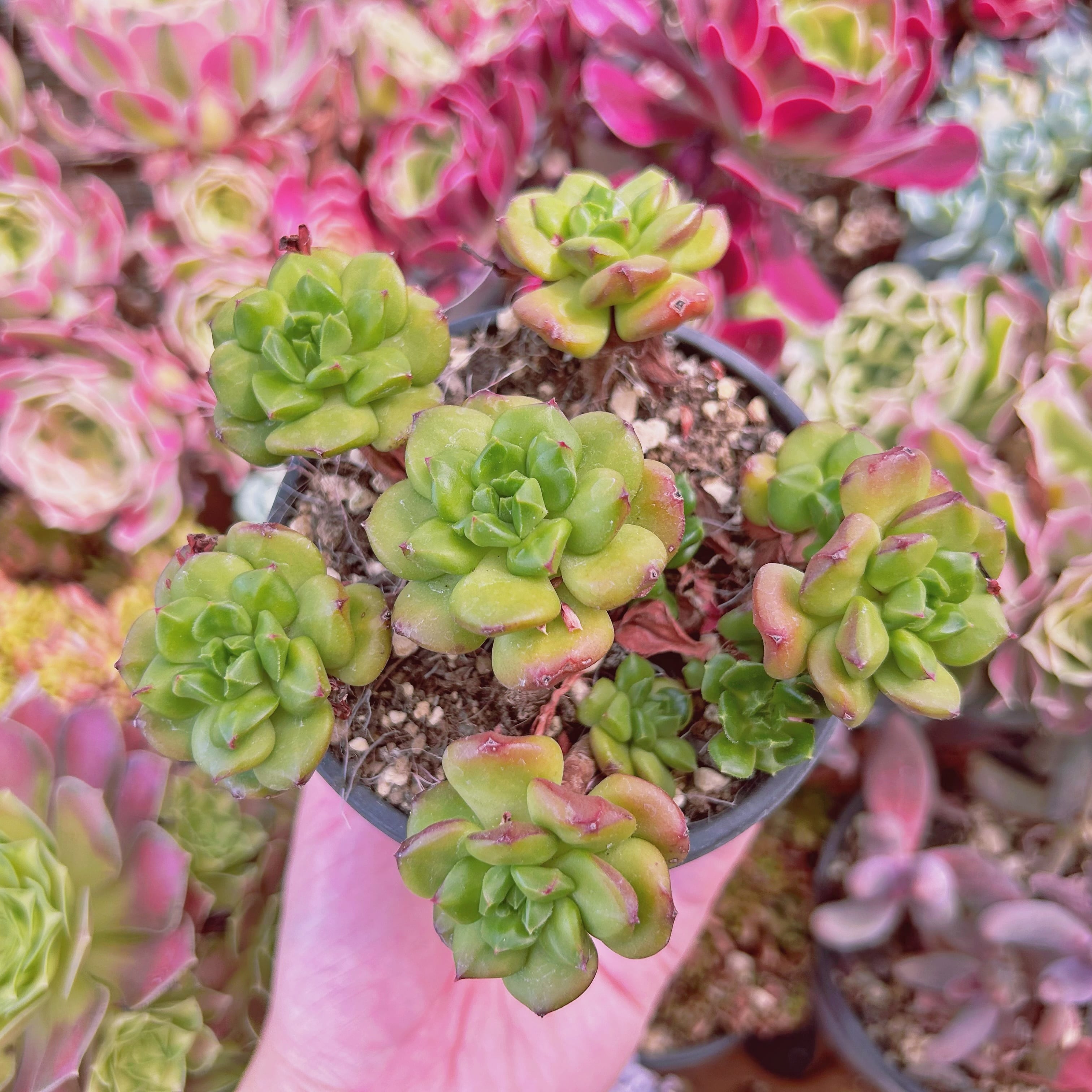 #2017現物　多肉植物　スモールランタン   特大　抜き苗