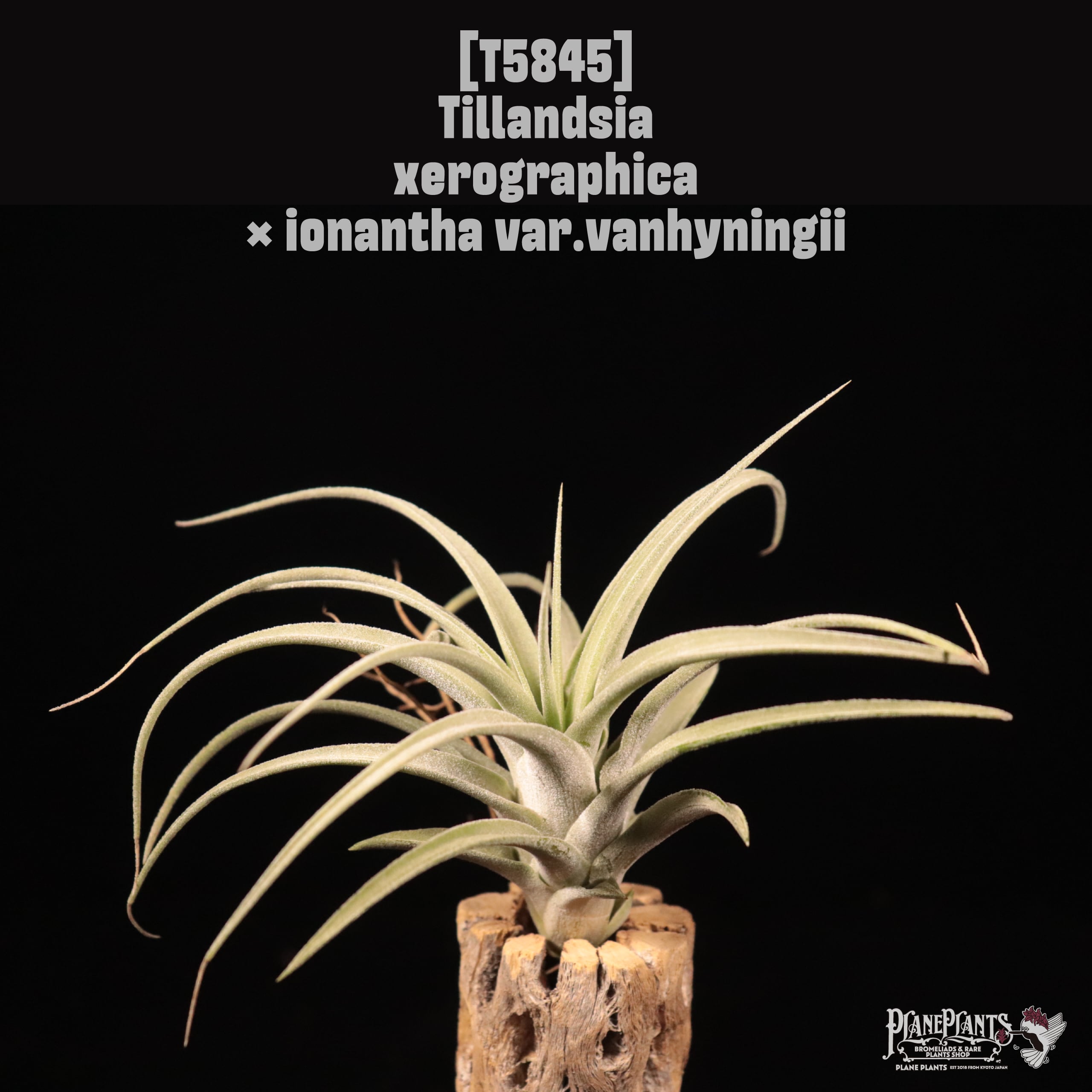 □ TILLANDSIA IMPORT [契約農園輸入株] | plane plants