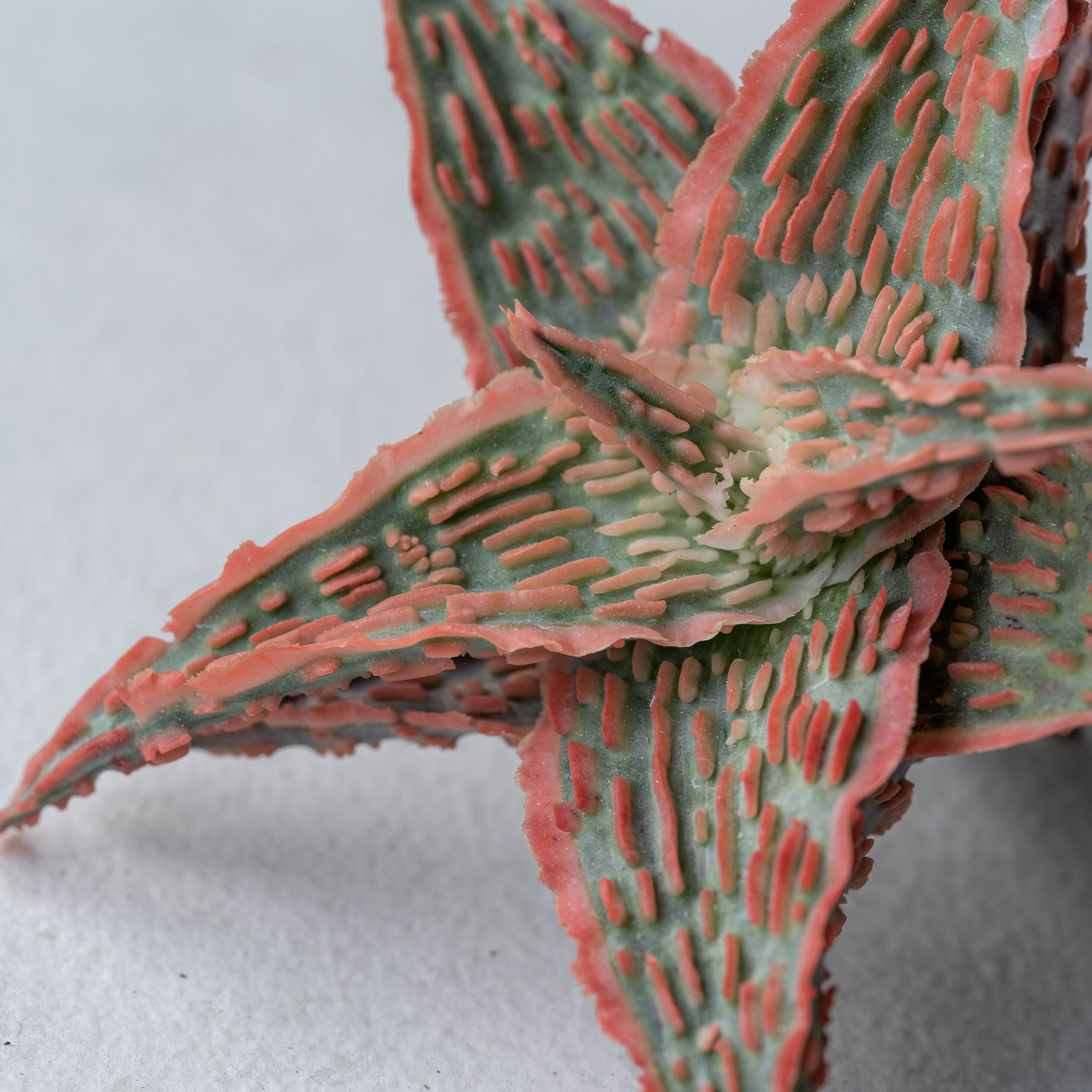 アロエ ハイブリッド -Aloe hybrid- No.23