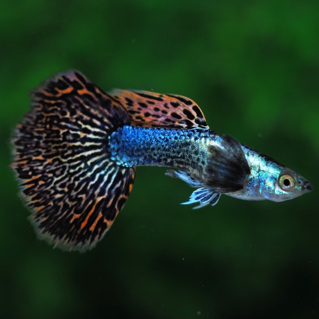 【現物】プラチナレッドドラゴン　若魚1ペア＋おまけ種親1ペア